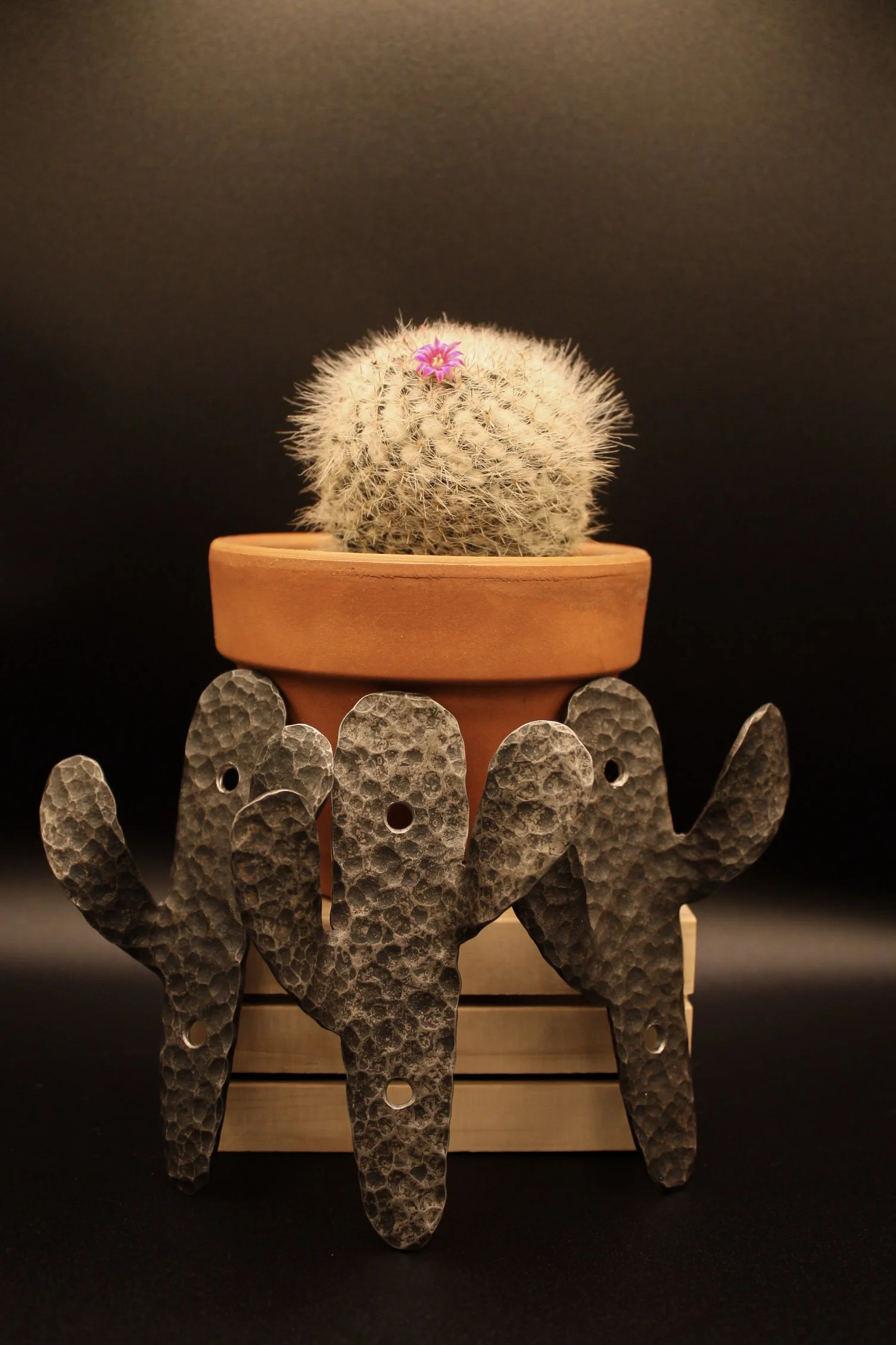 Cactus Wall Hook