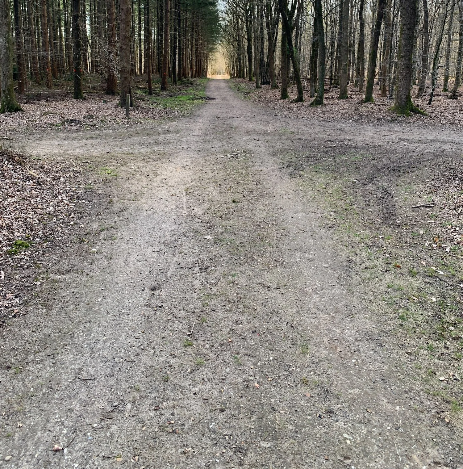 Minimals 05, 2026
Photographic documentation
Dimensions variable
the Veluwe, NL