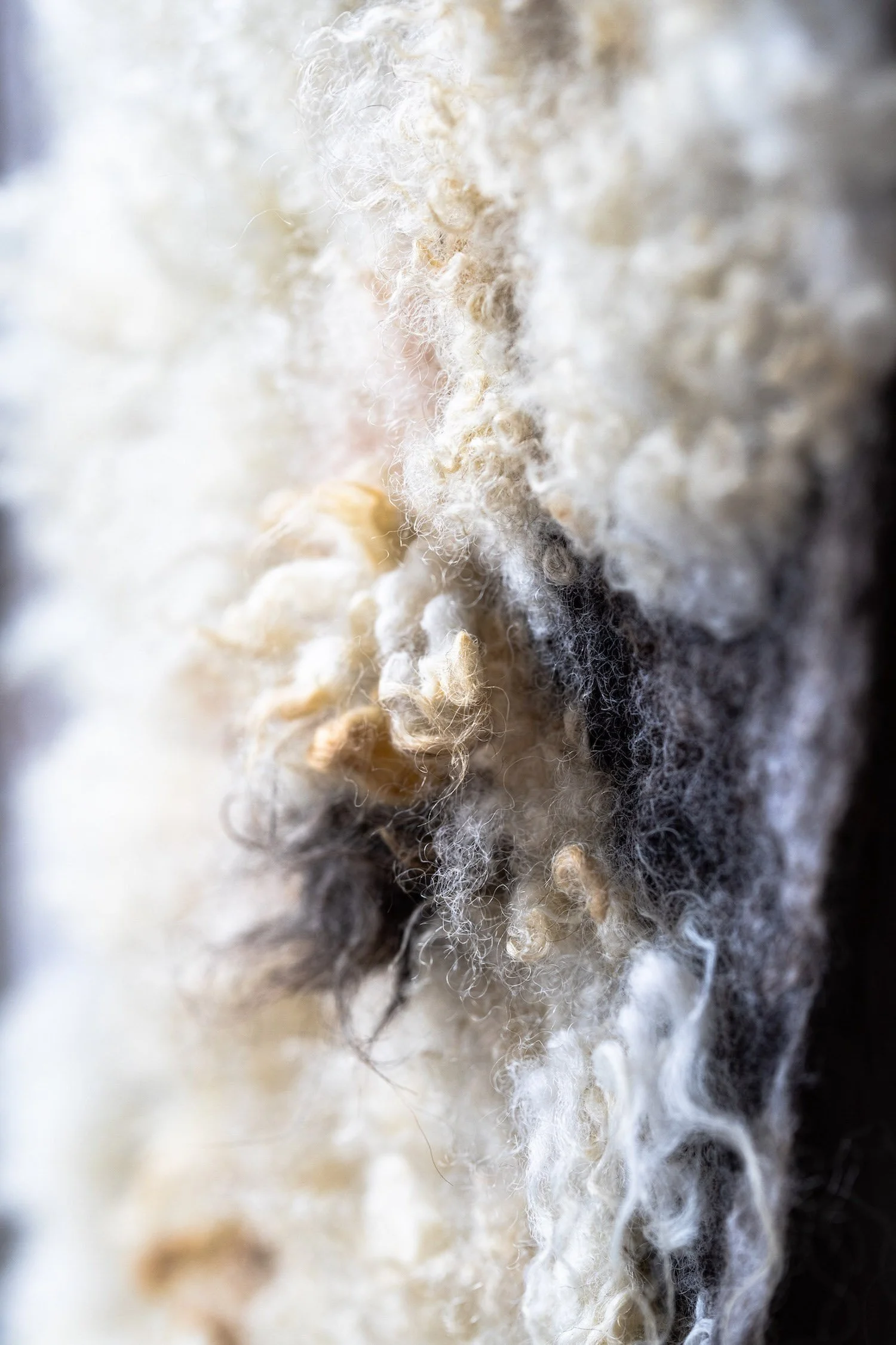 Agnus Dei, Woollage Interstice — In-situ (Close-Up)