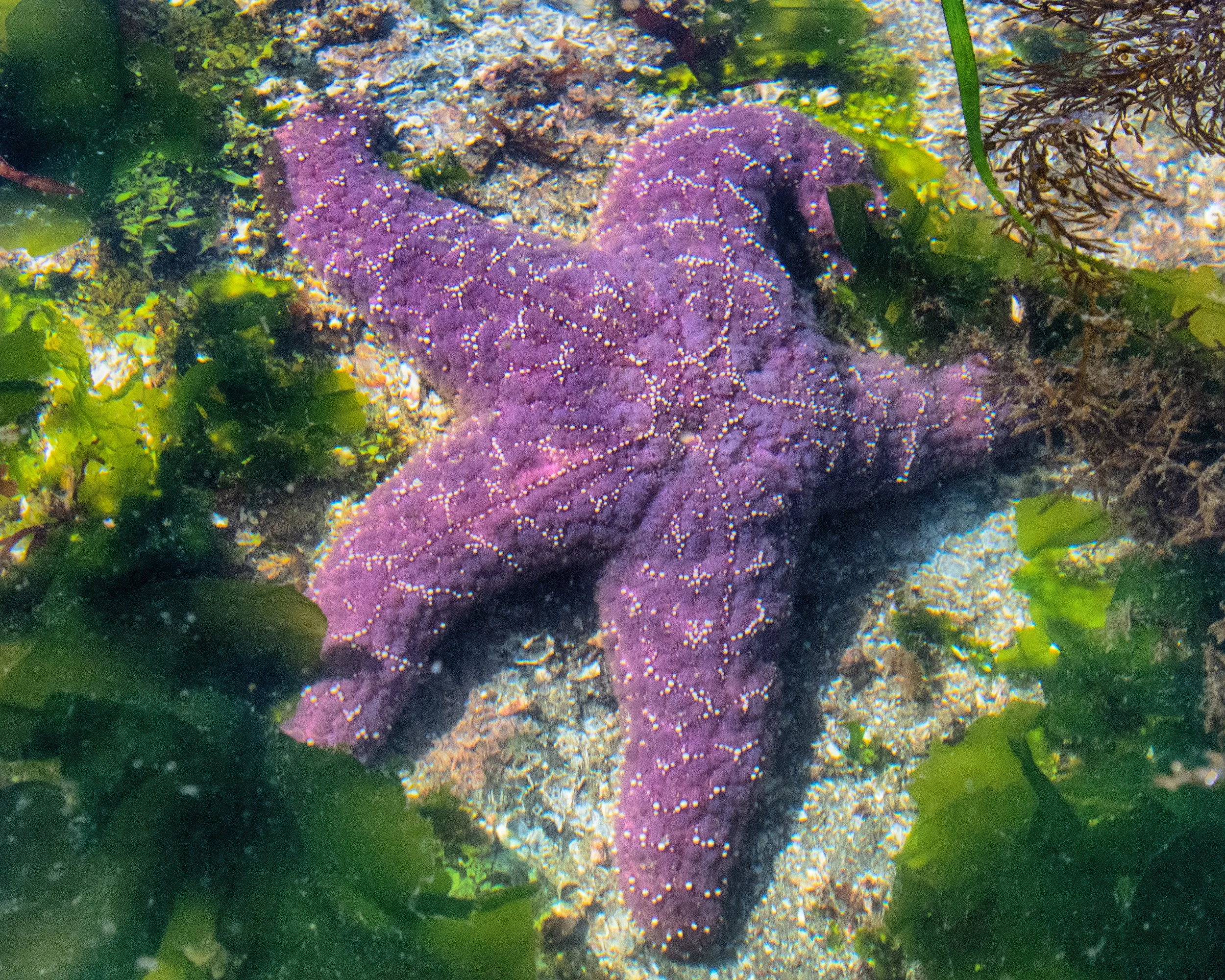 July low tide-6443.jpg