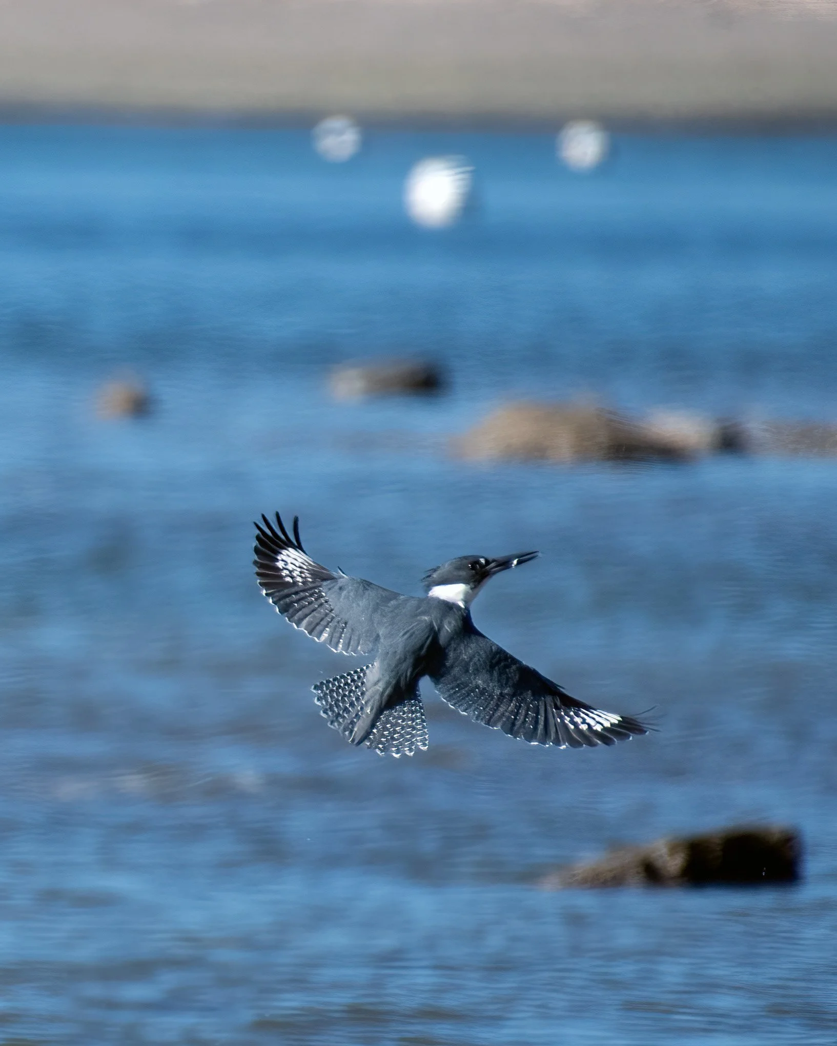 belted_kingfisher_bainbridge_1.jpg