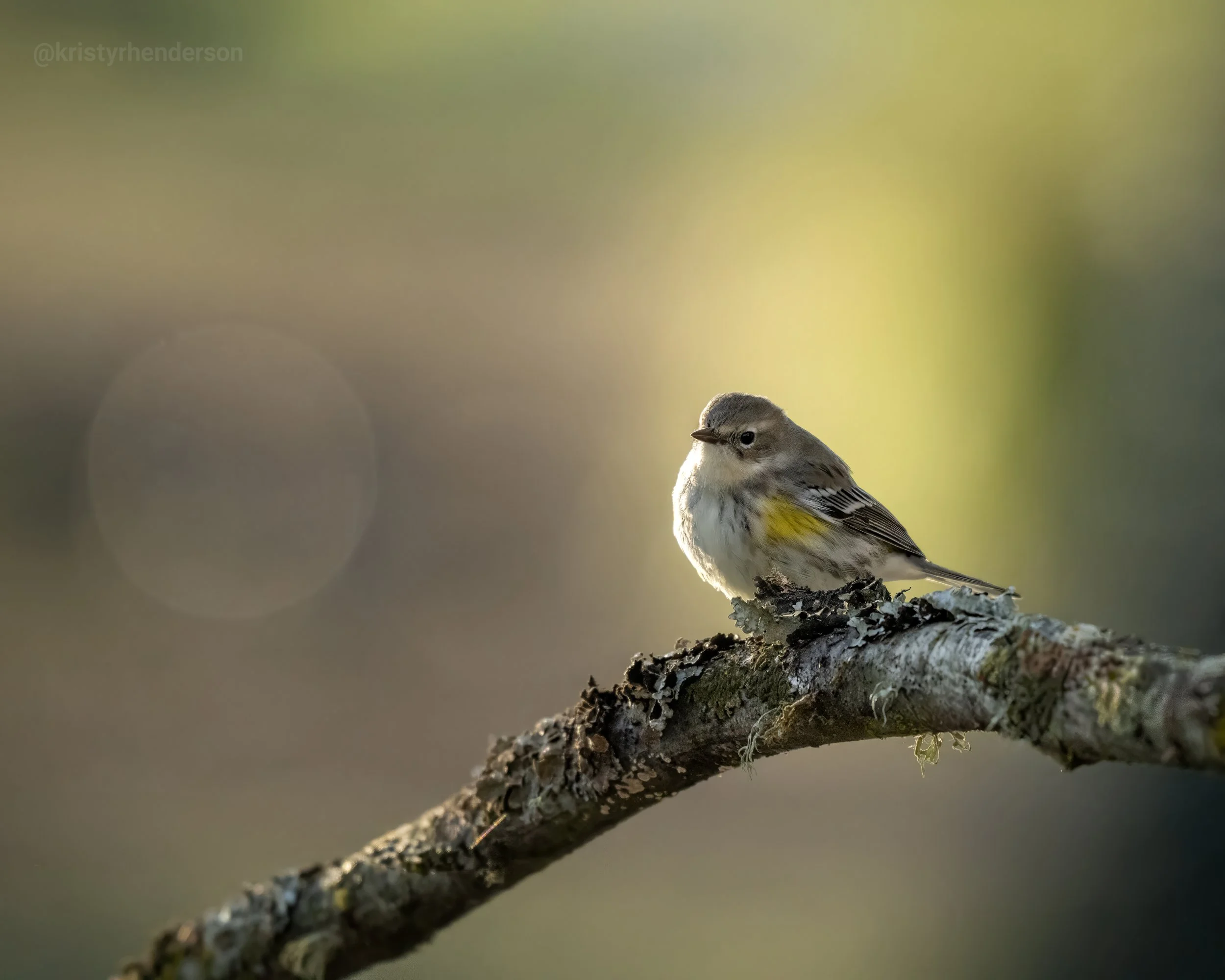 Yellow_Rumped_Warbler_March21_2026.jpg