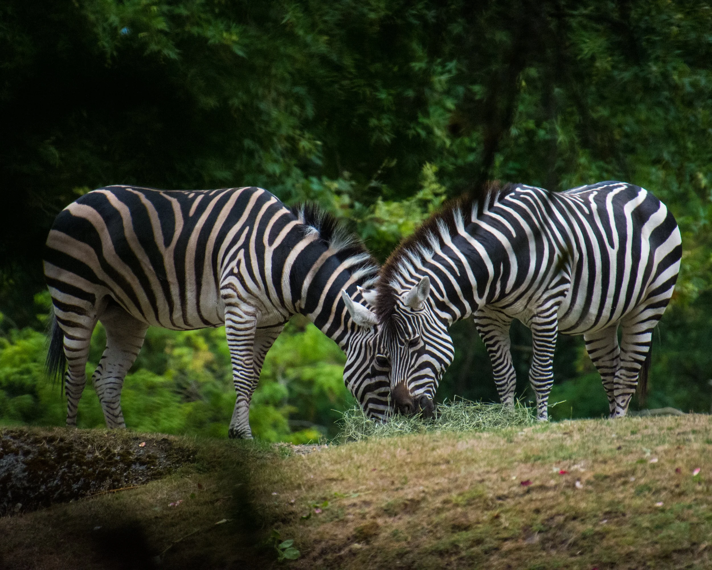 zoofun-6479.jpg
