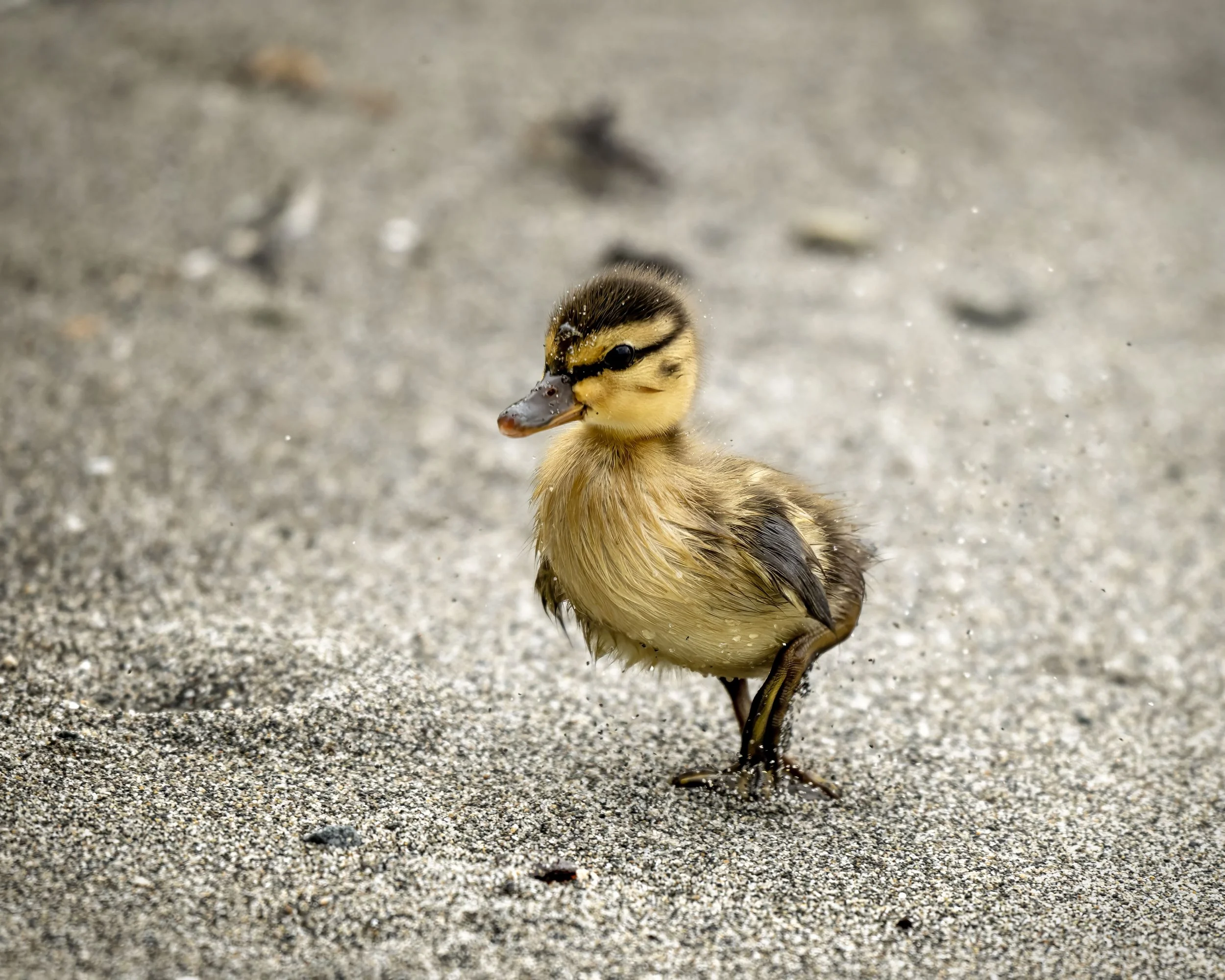 2026_04_28_GoldenGardens_EdmondsMarinaBeach (174).jpg