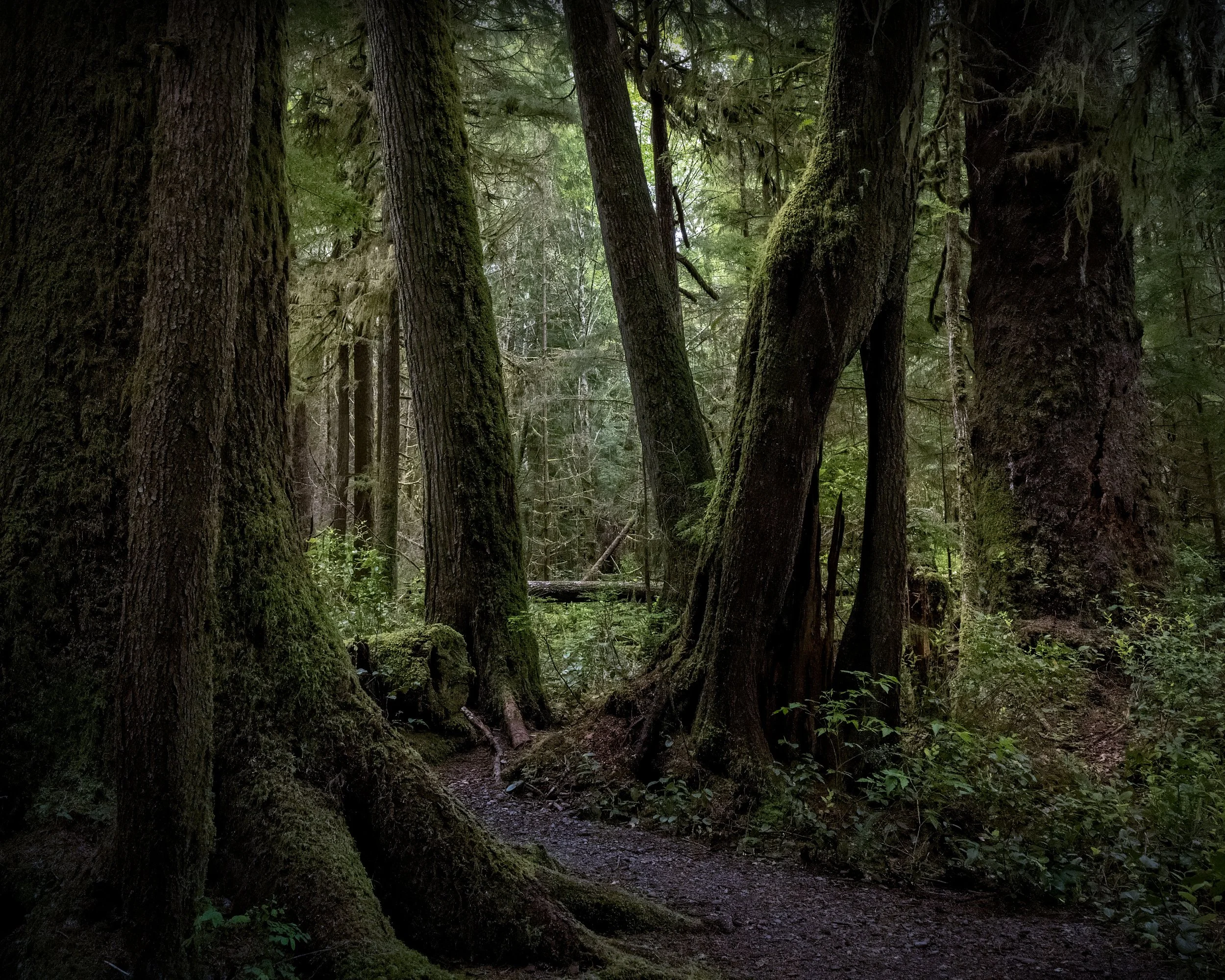 2026_05_26_ForksNatureTrail (5).jpg