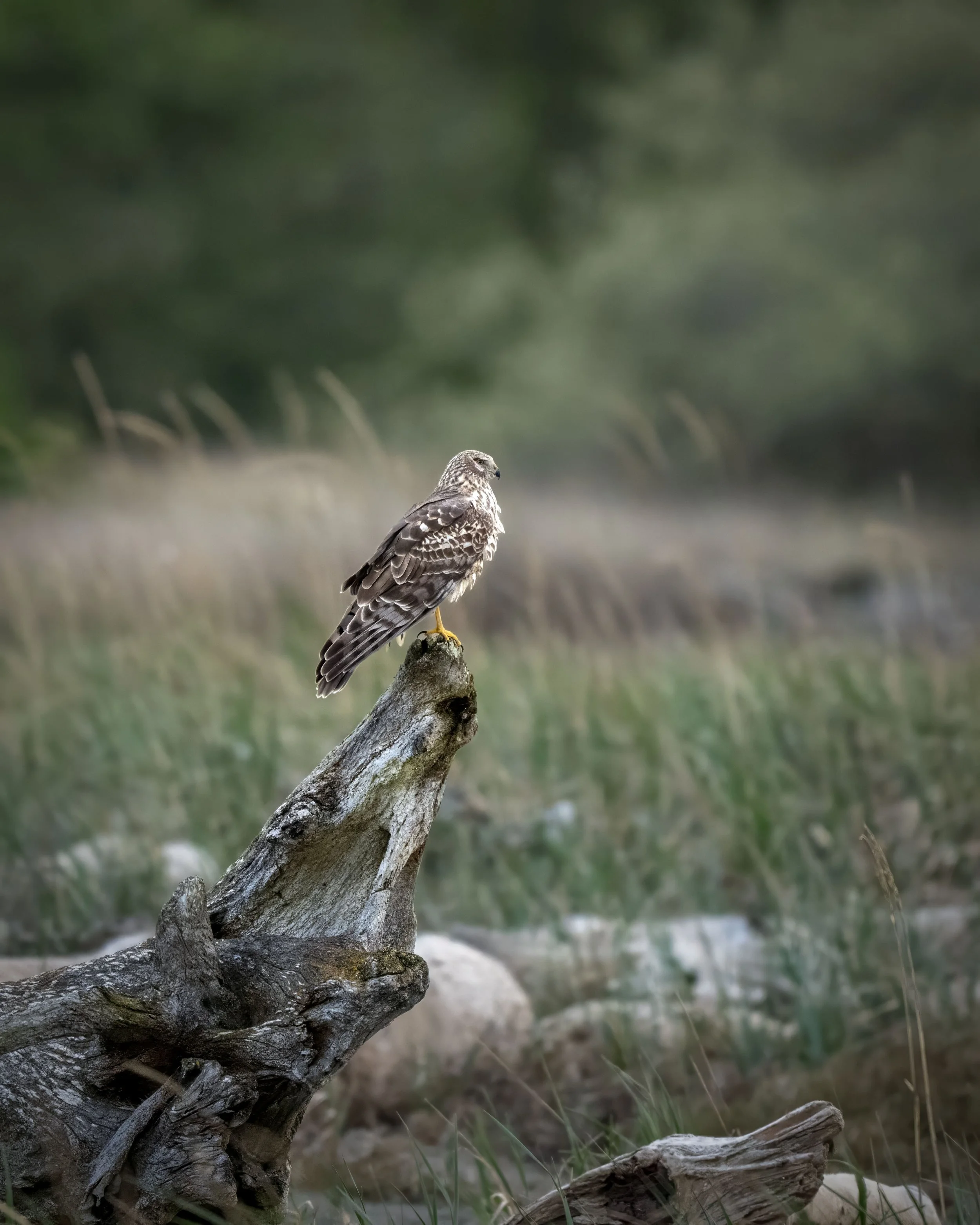 Northern_Harrier_3Crabs.jpg