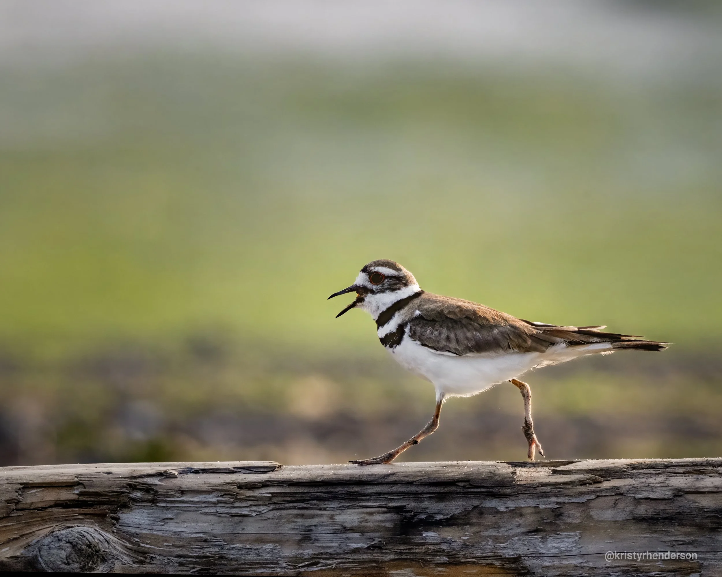 Kildeer_onLog_3crabs.jpg