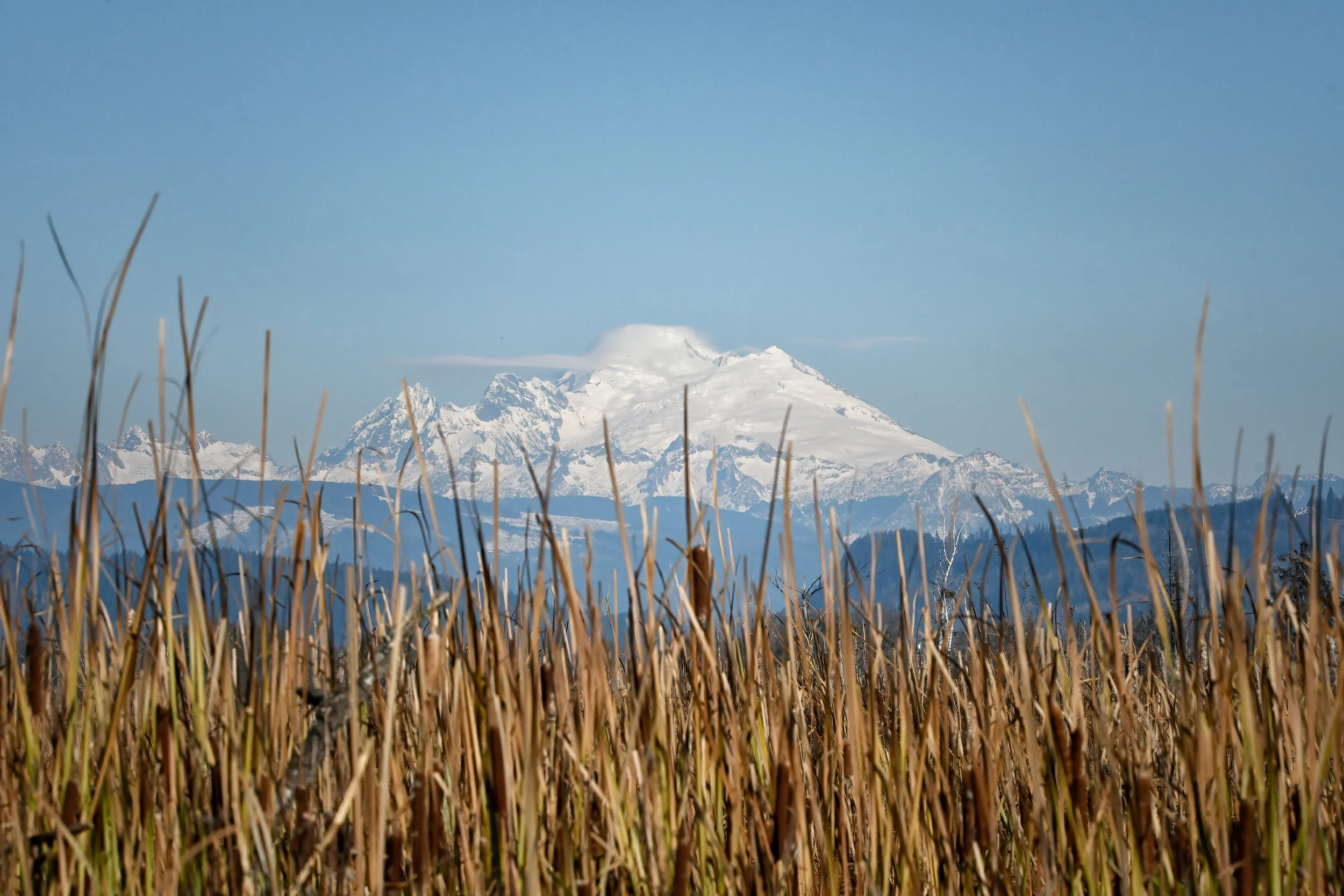 skagitvalley_nov-4821.jpg
