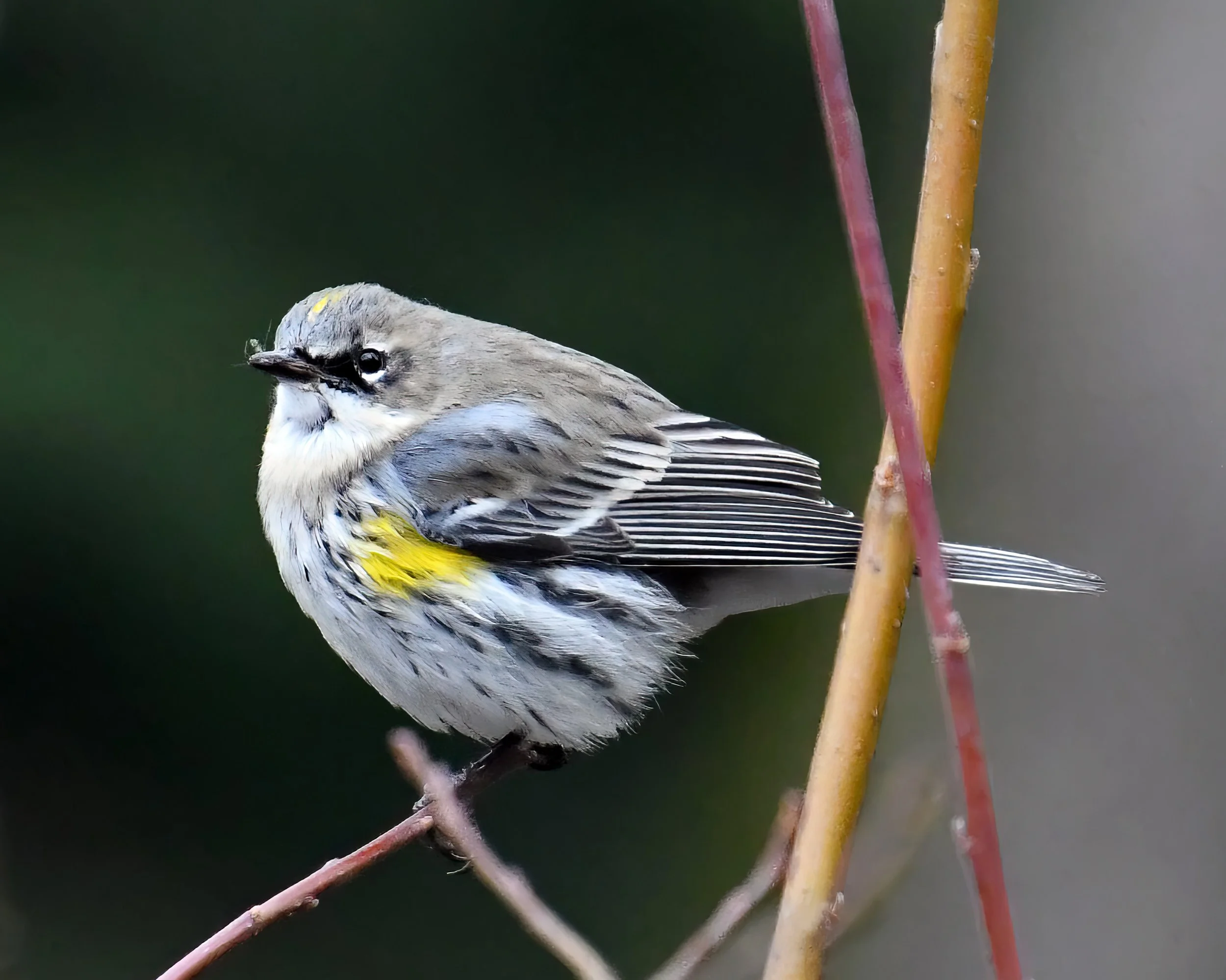 birding-1731.jpg