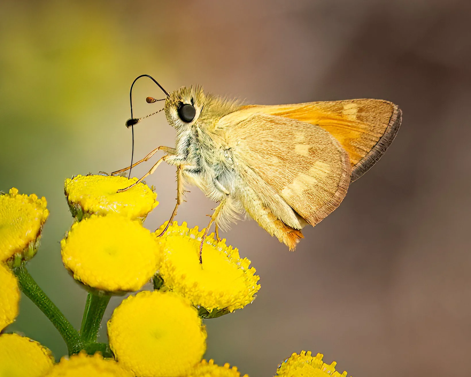 yellow butterfly on yellow flower.jpg