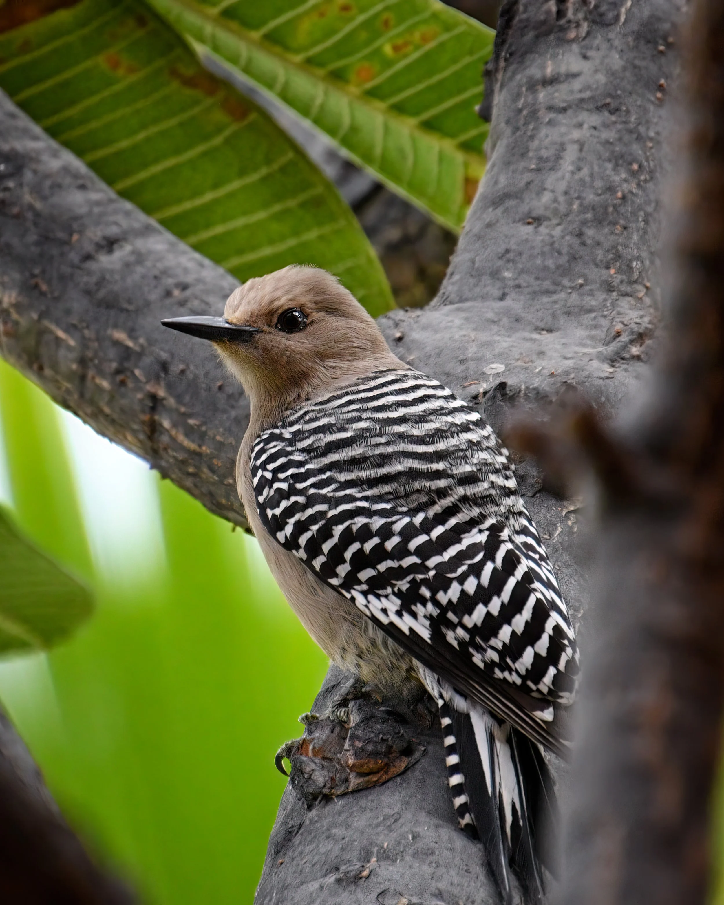 woodpecker_Cabo-8603.jpg