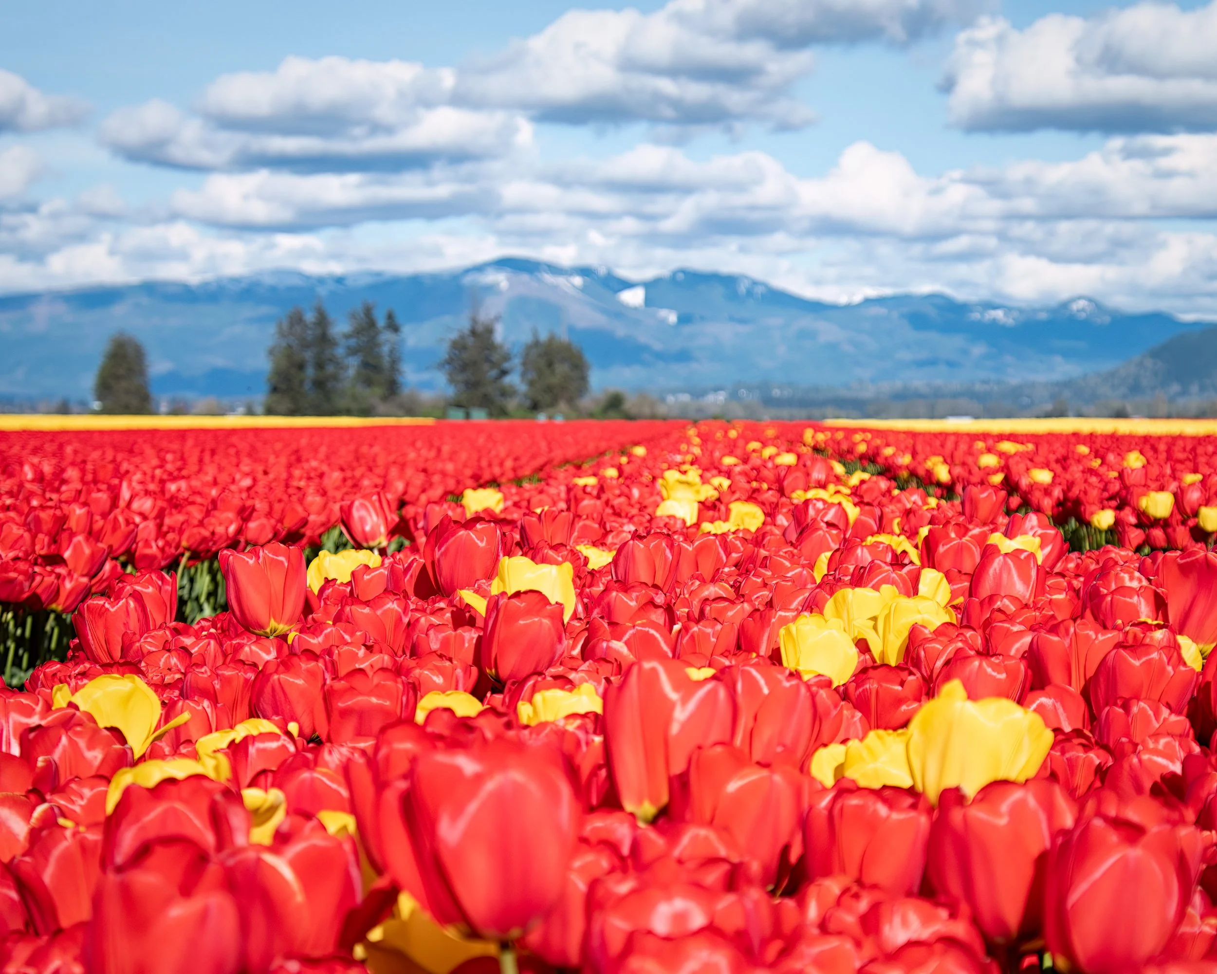 LaConner tulips & owls-2758.jpg