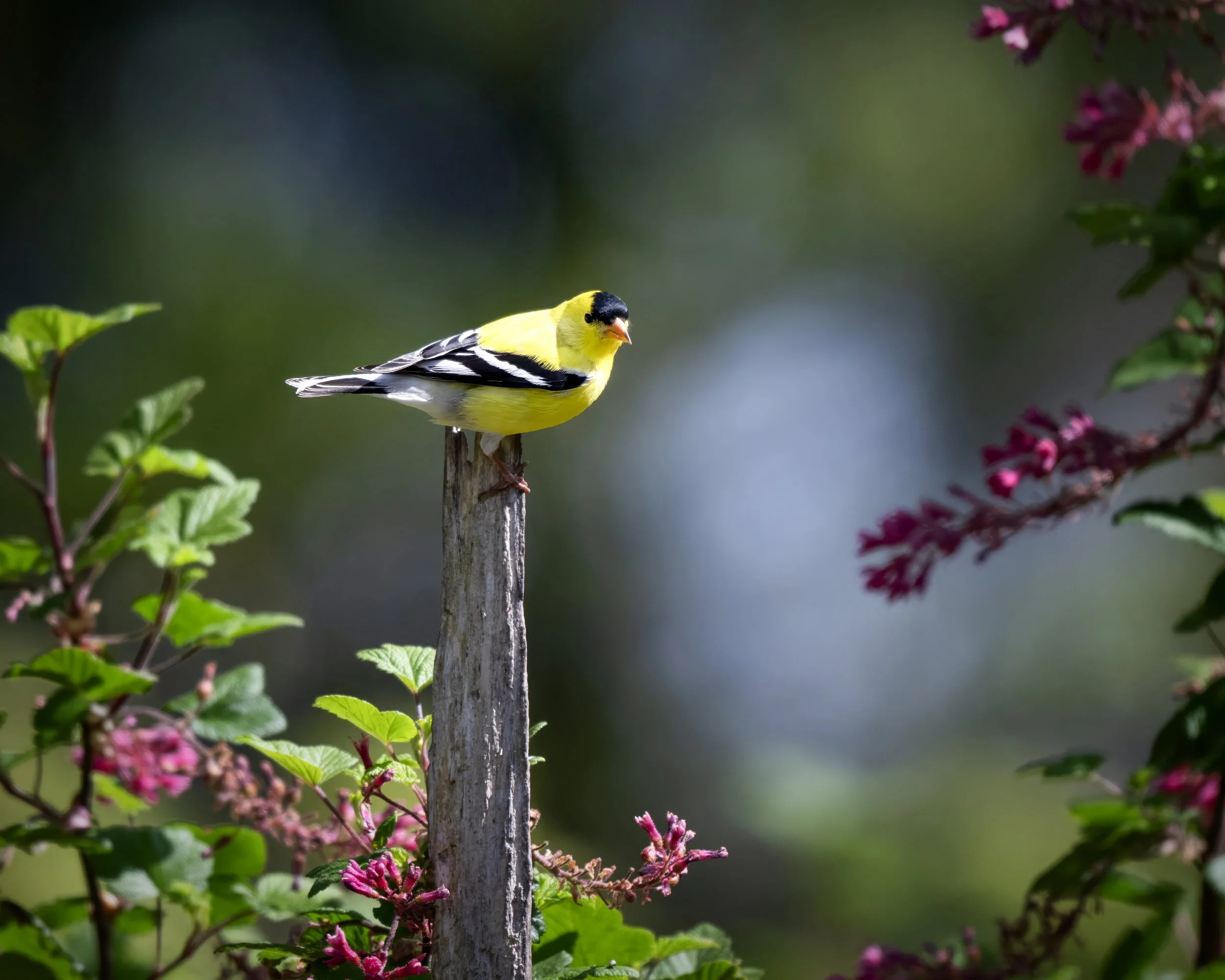 Goldfinch_Currant.jpg