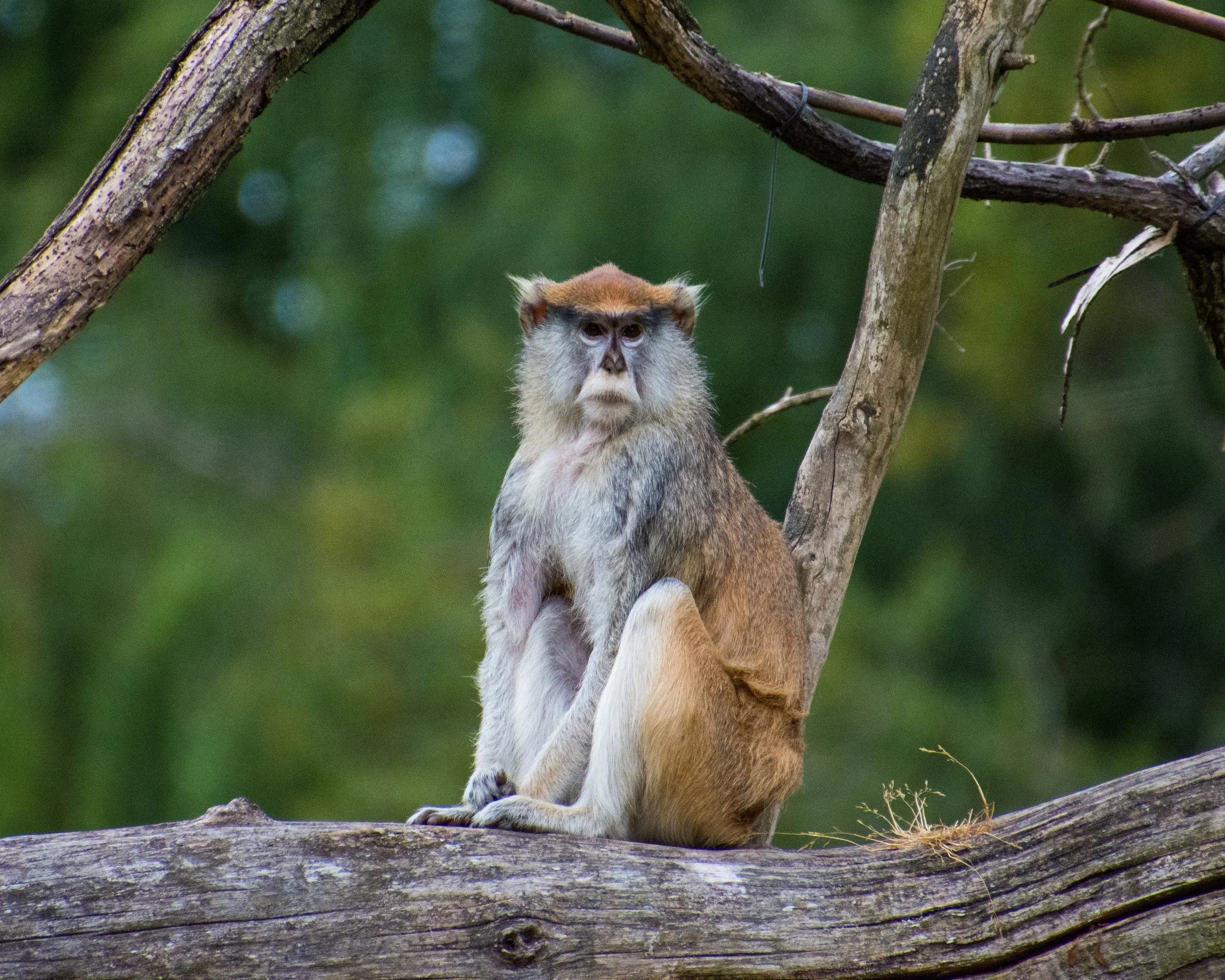 zoofun-6520.jpg