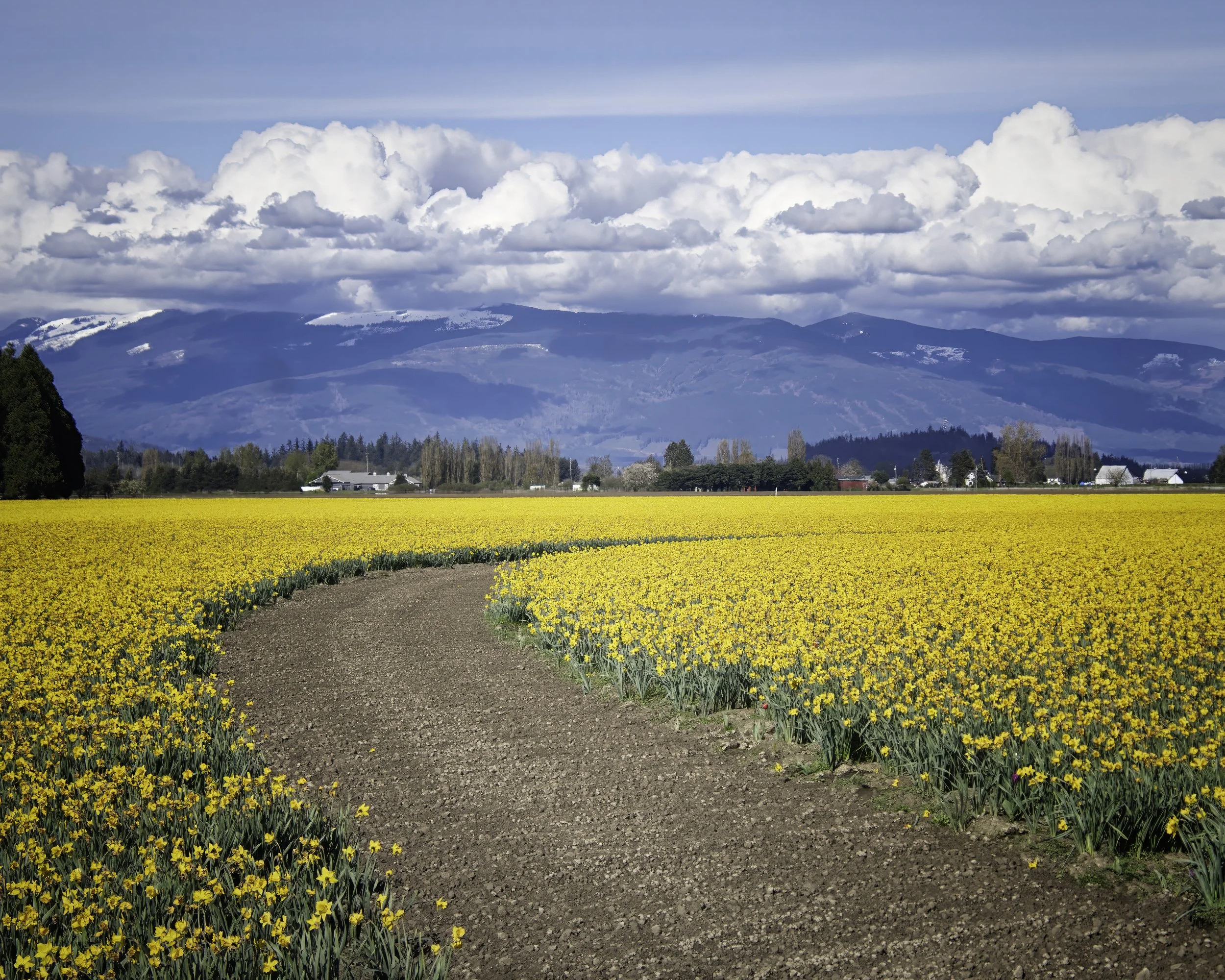 LaConner-daffodil field-2729.jpg