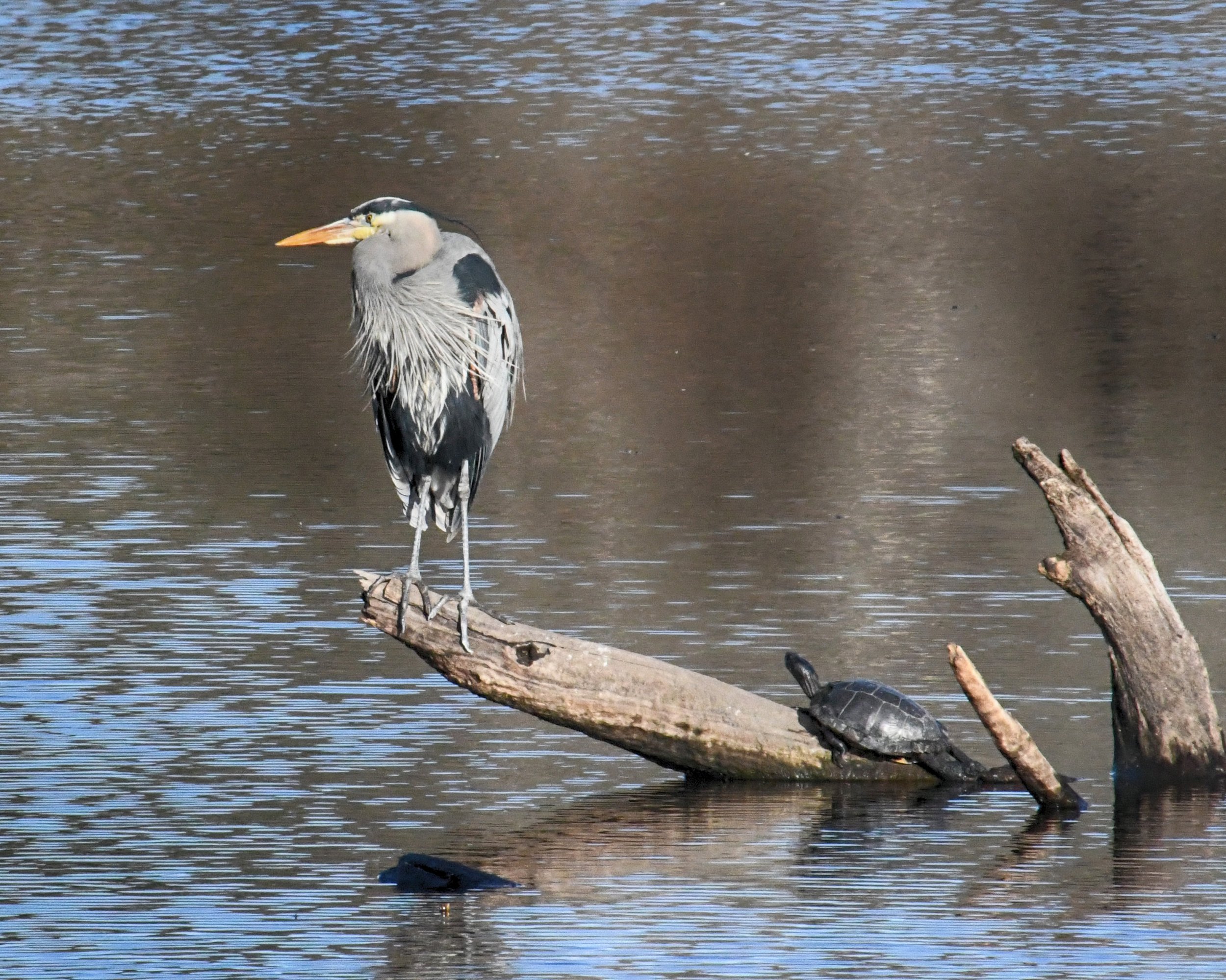 birding-1781-Edit.jpg