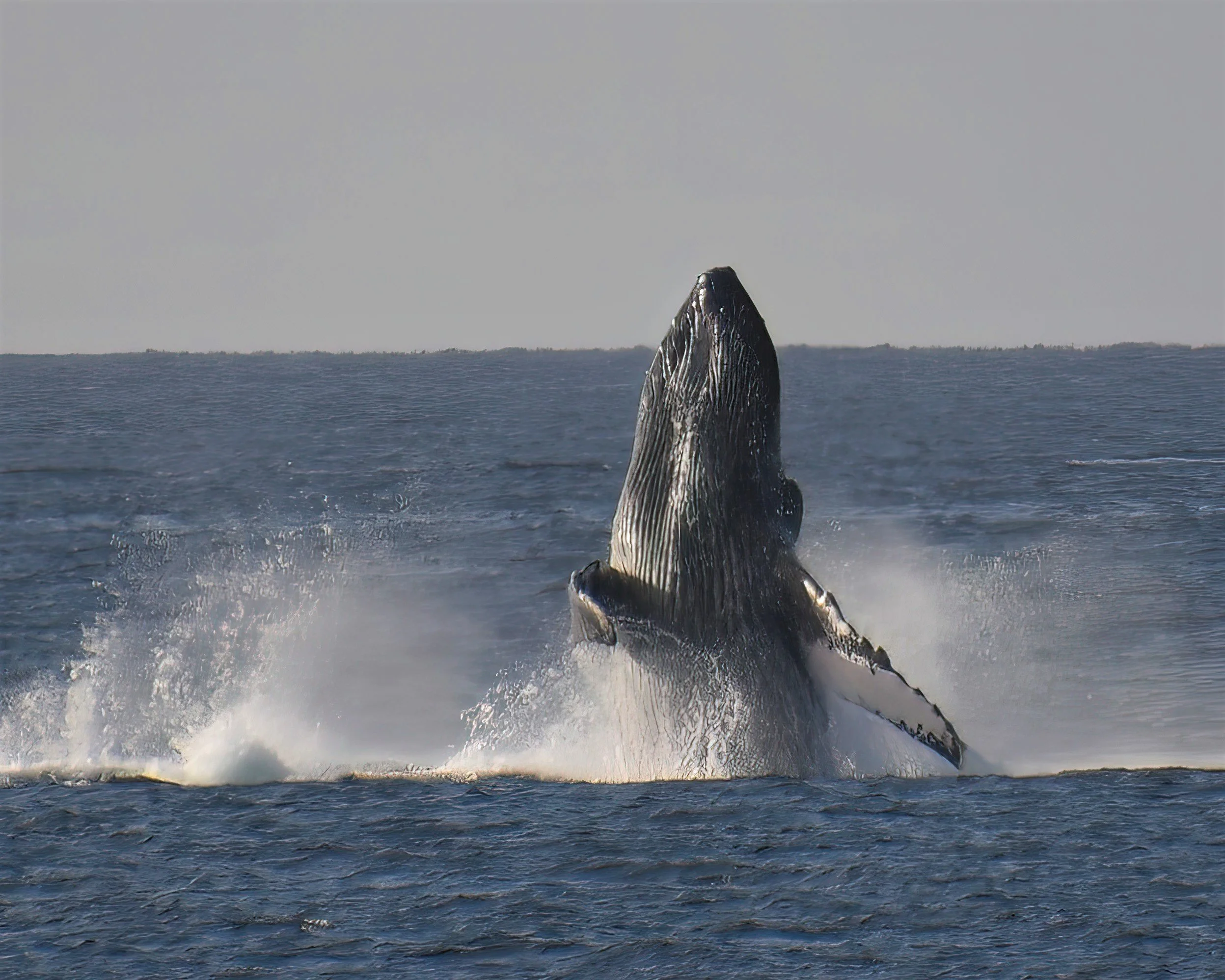 whale Cabo-8508 (2).jpg