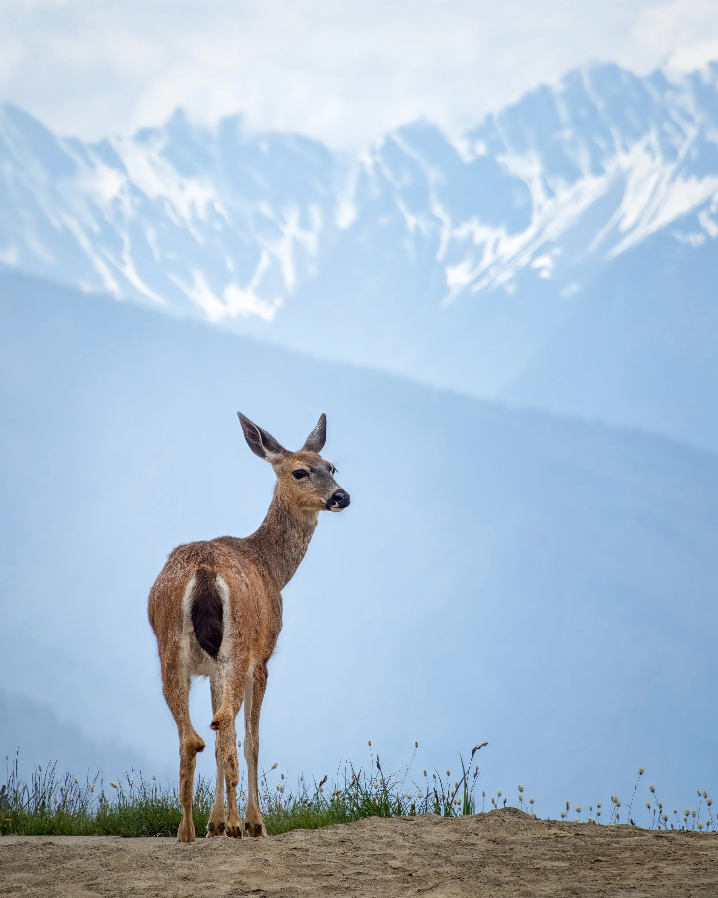 deer on hurricane ridge-DSC_9263.jpg