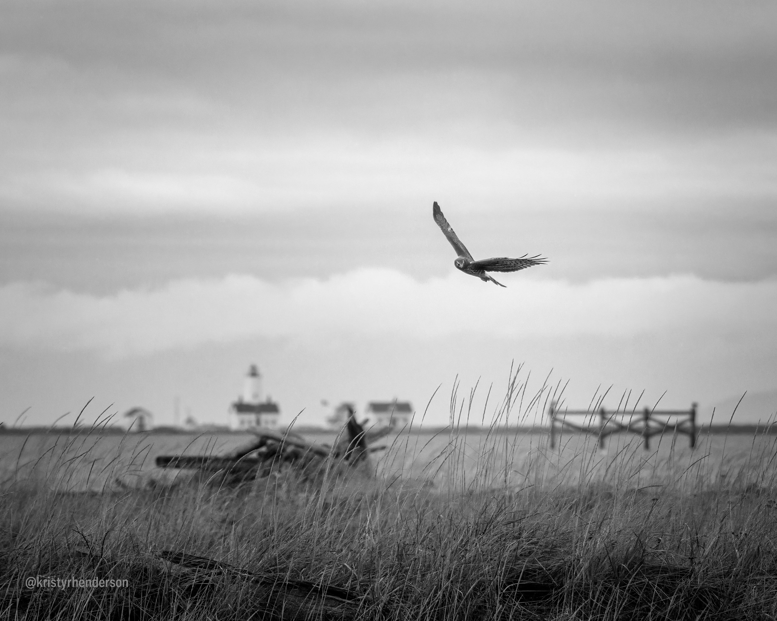 NorthernHarrier_3crabs_Jan4_2026.jpg