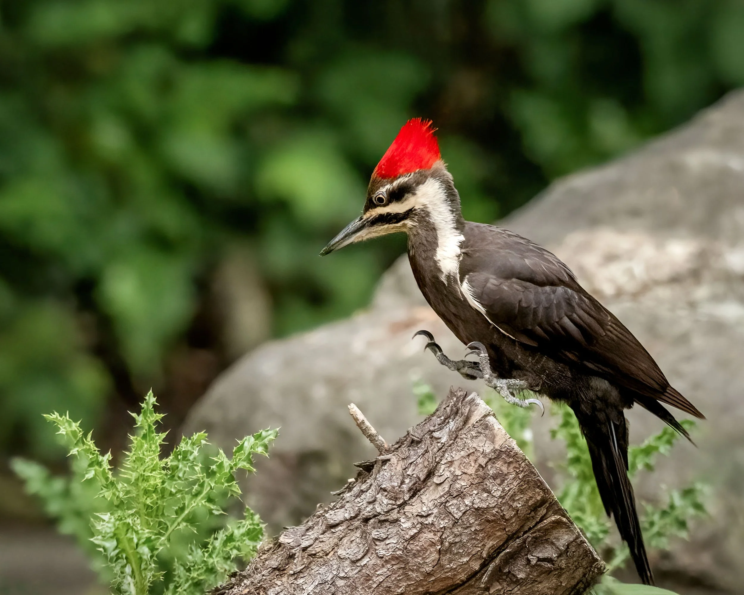 2026_05_19_GoldenGardens (971).jpg