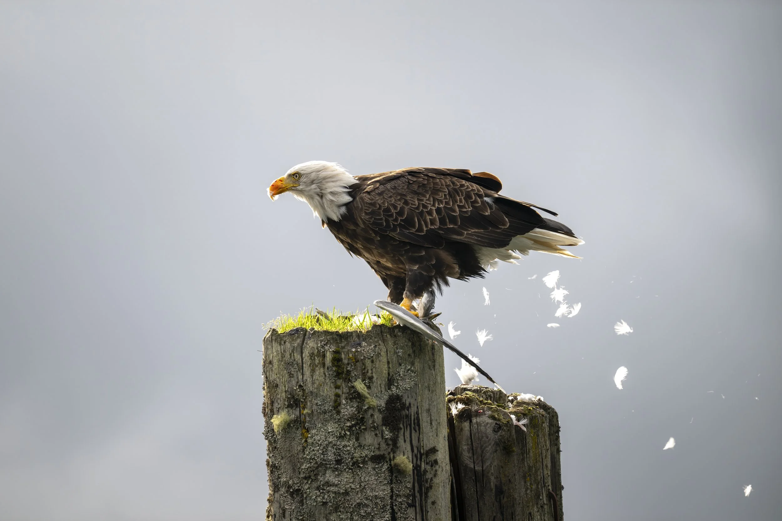 Eagle defeathering gull on Vancouver Island.jpg