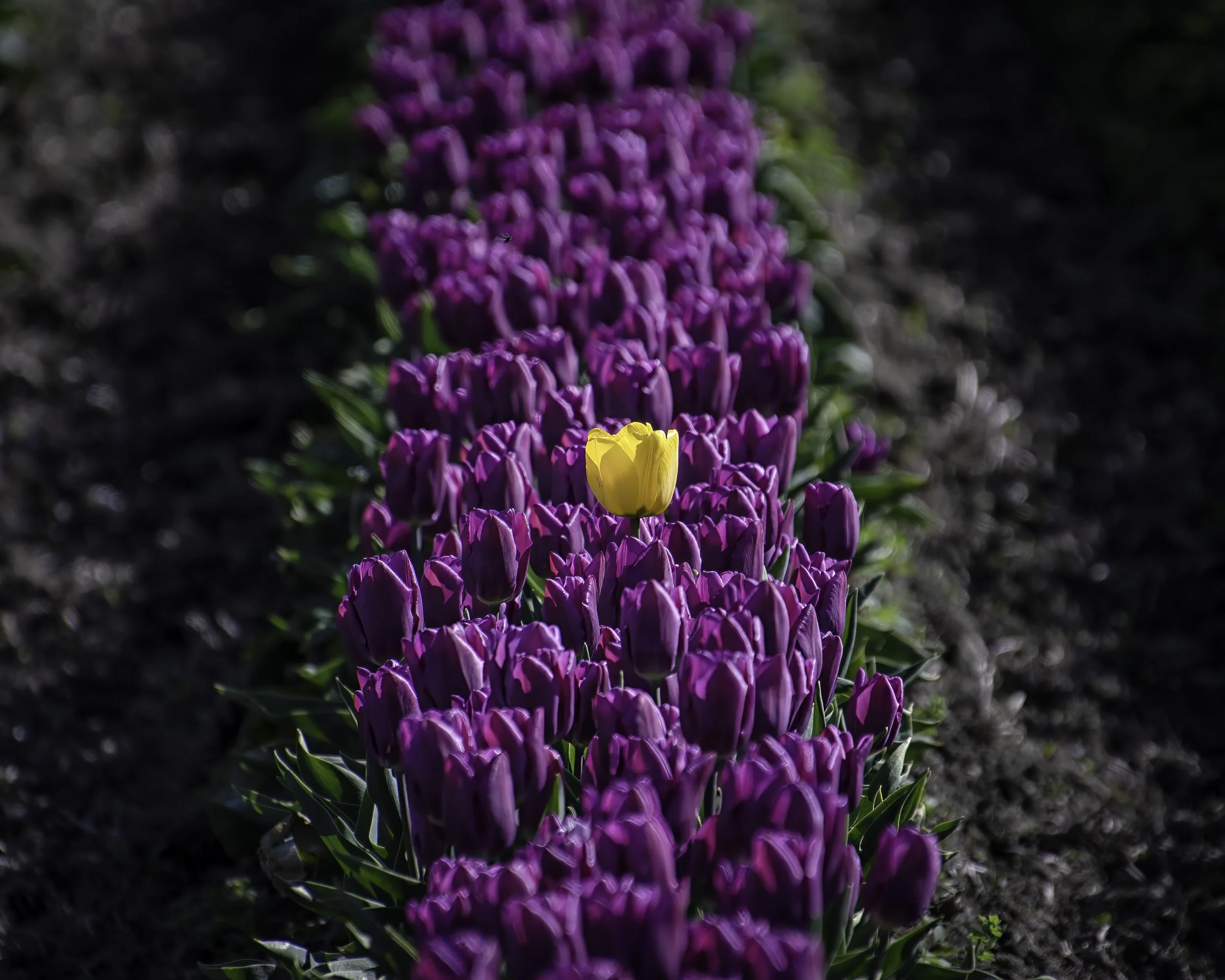 LaConner tulips-2707.jpg