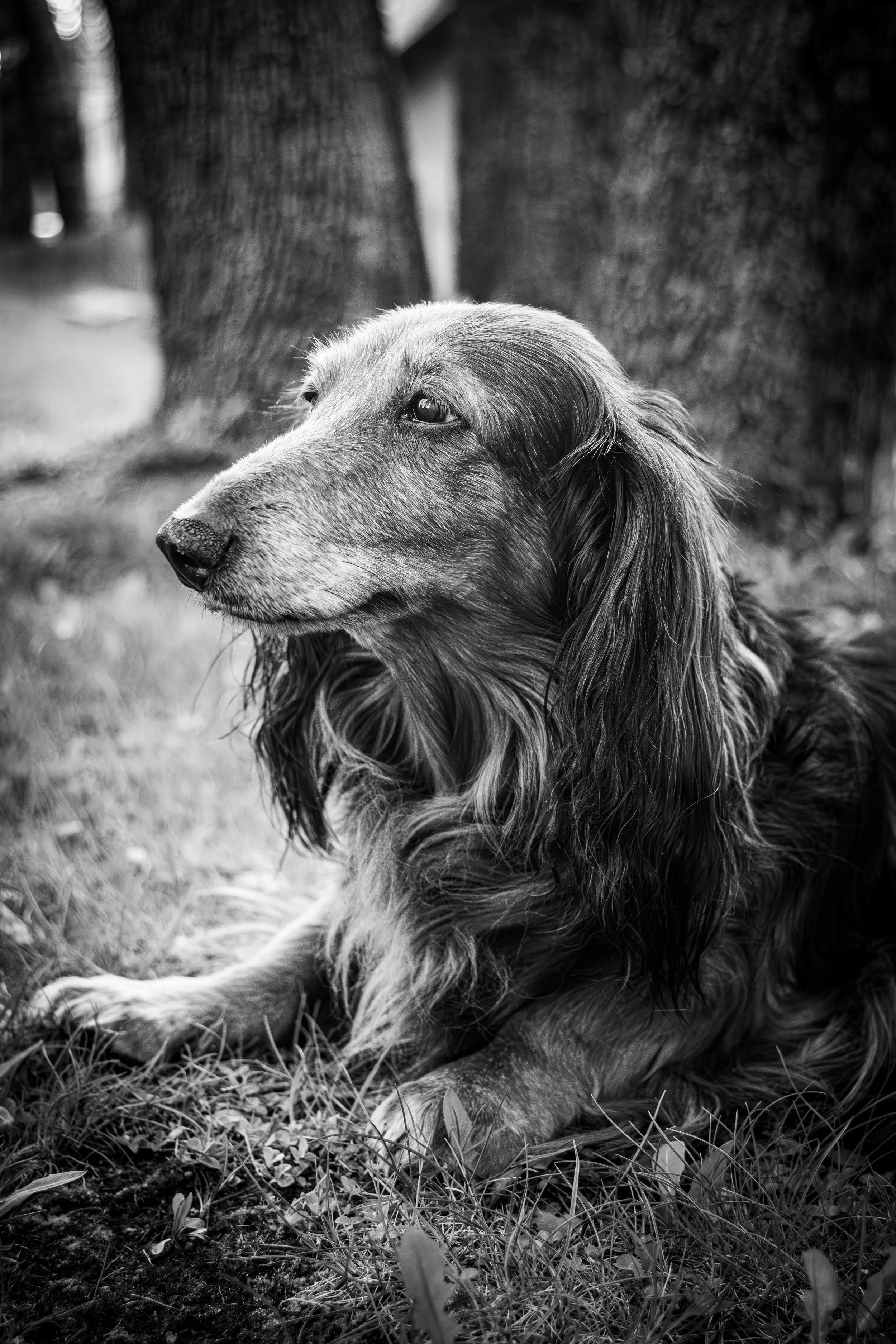 Mustavalkoinen kuva istuvasta mäyräkoirasta nurmikon päällä