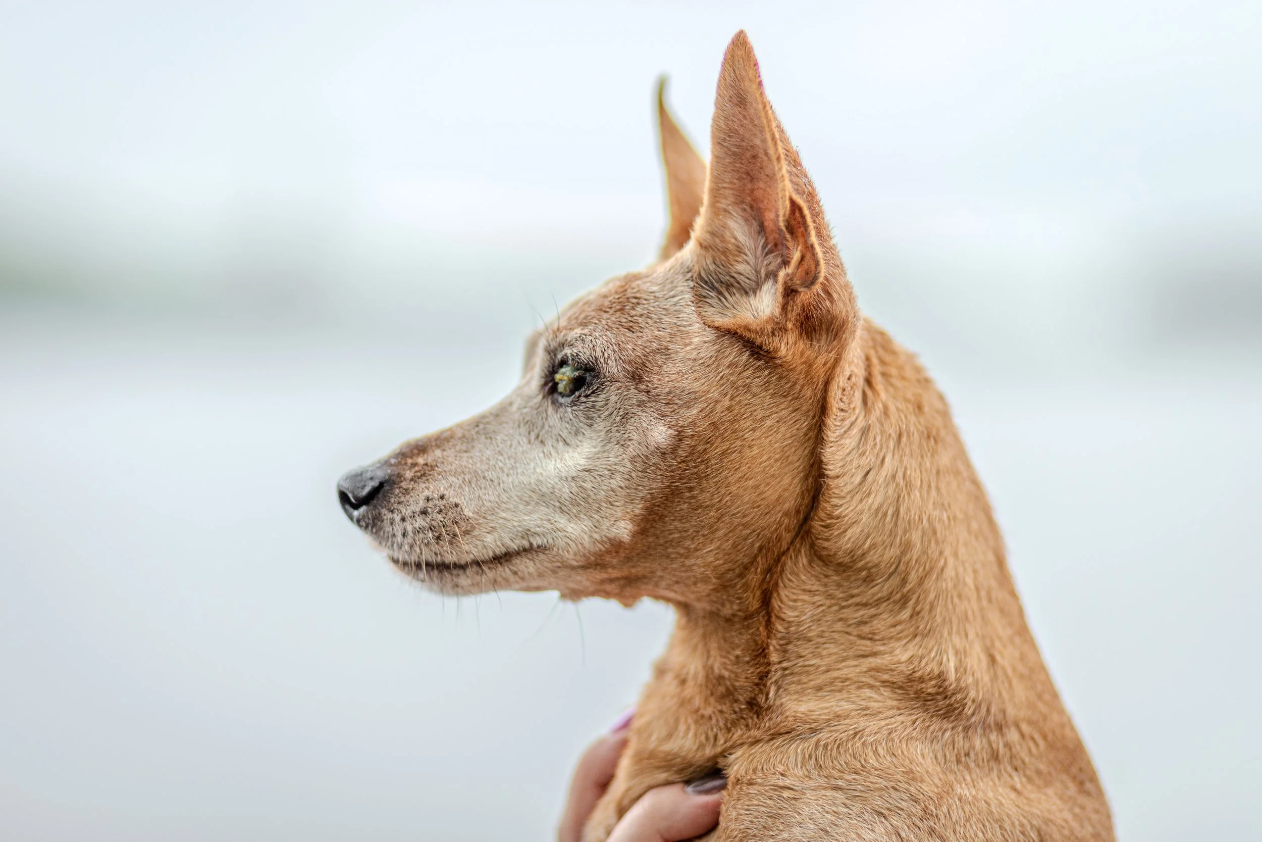Vaaleanruskea koira, jossa on pystyviikset ja terävä kuono.