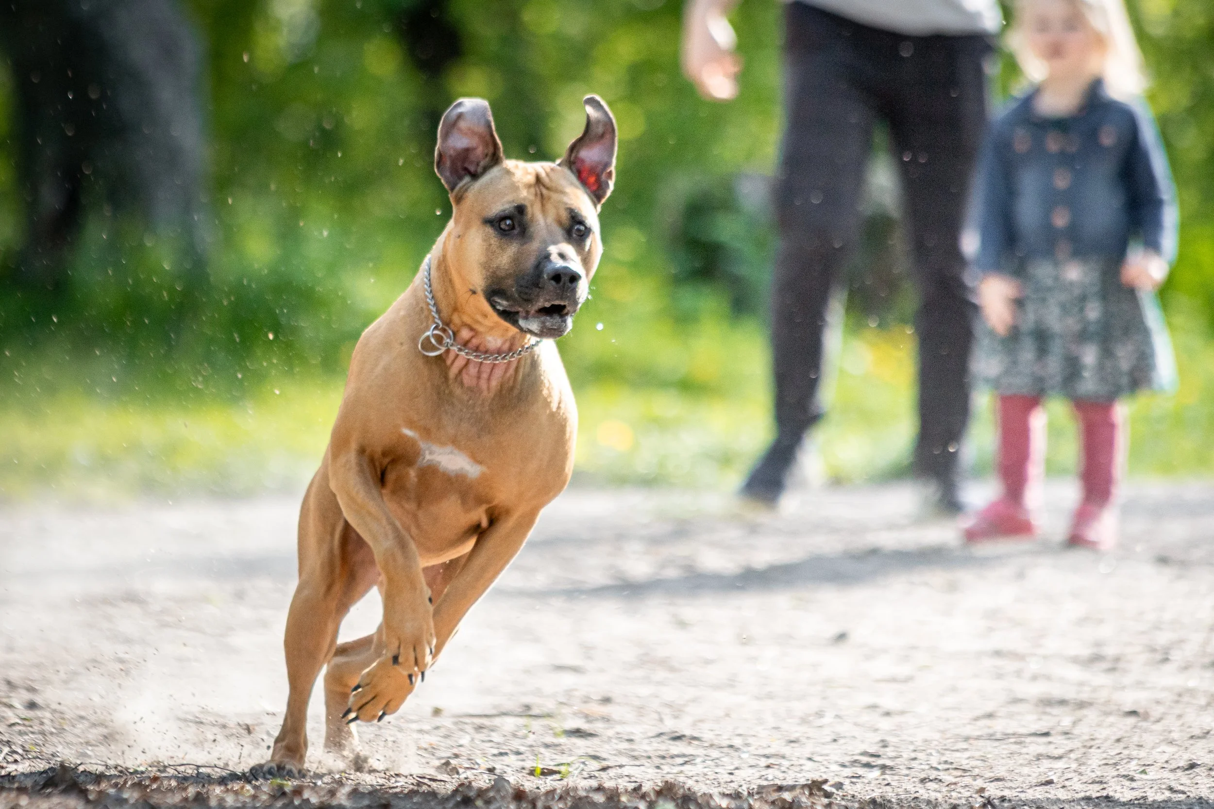 Labradorinnoutaja juoksee pellolla, taustalla kaksi lasta ja aikuinen, vihreä luonto.
