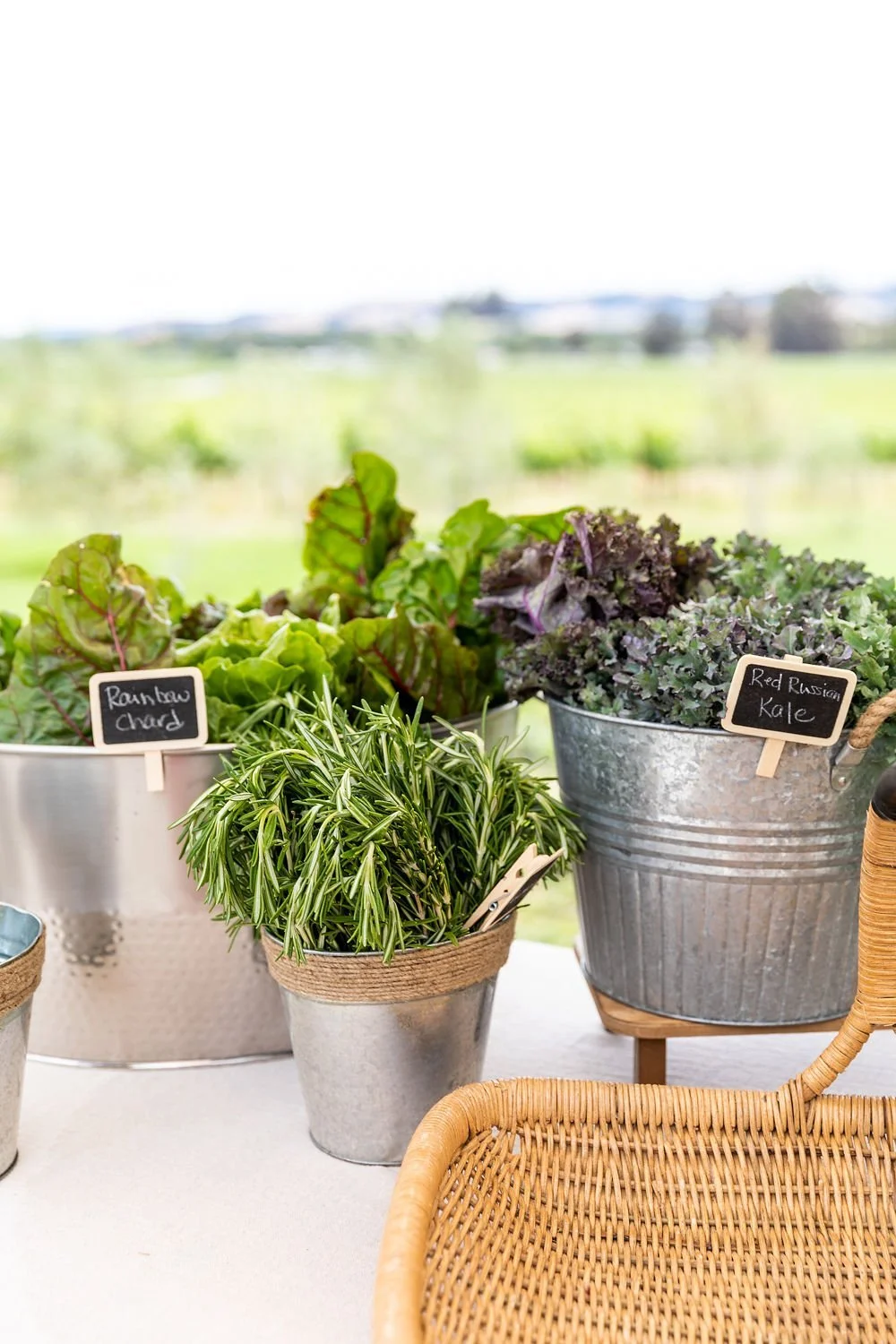 Fresh herbs and leafy greens in metal buckets at a farm stand, including rosemary, rainbow chard, and red Russian kale, with a blurred farm landscape in the background.