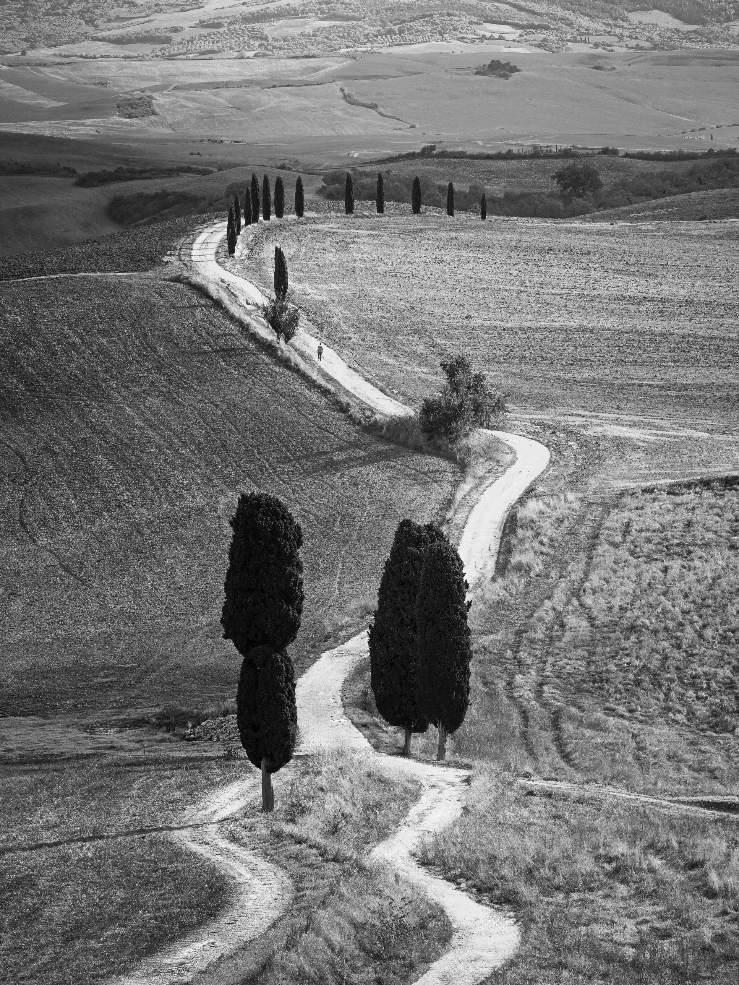 A winding dirt road through rolling hills with tall cypress trees lining the path in a rural landscape, in black and white.