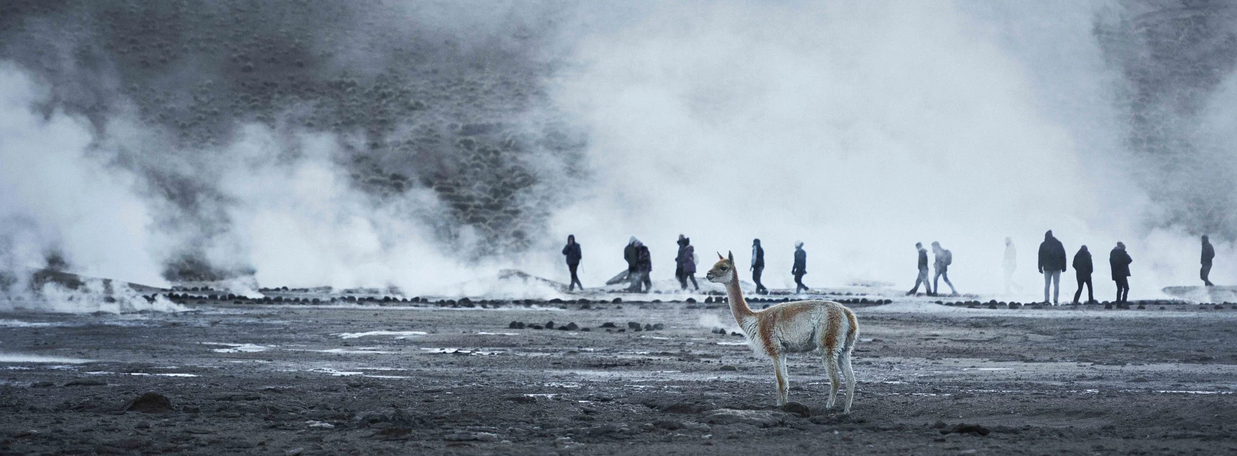 A llama standing on rocky ground near steam vents with a group of people walking in the background, surrounded by geothermal activity.