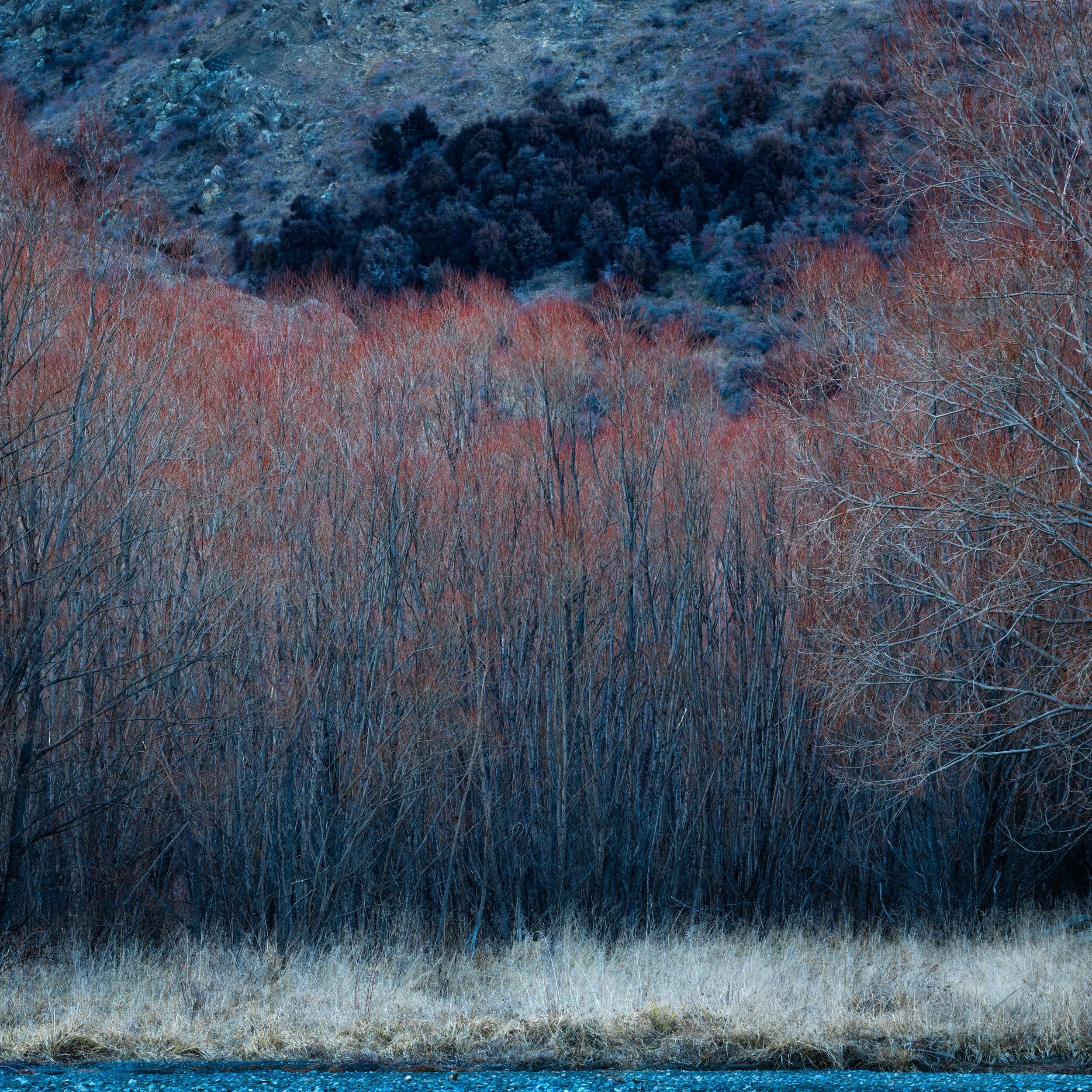 A landscape of leafless trees with reddish branches in the middle ground, a grassy patch at the bottom, and dark green shrubs on a hillside in the background.