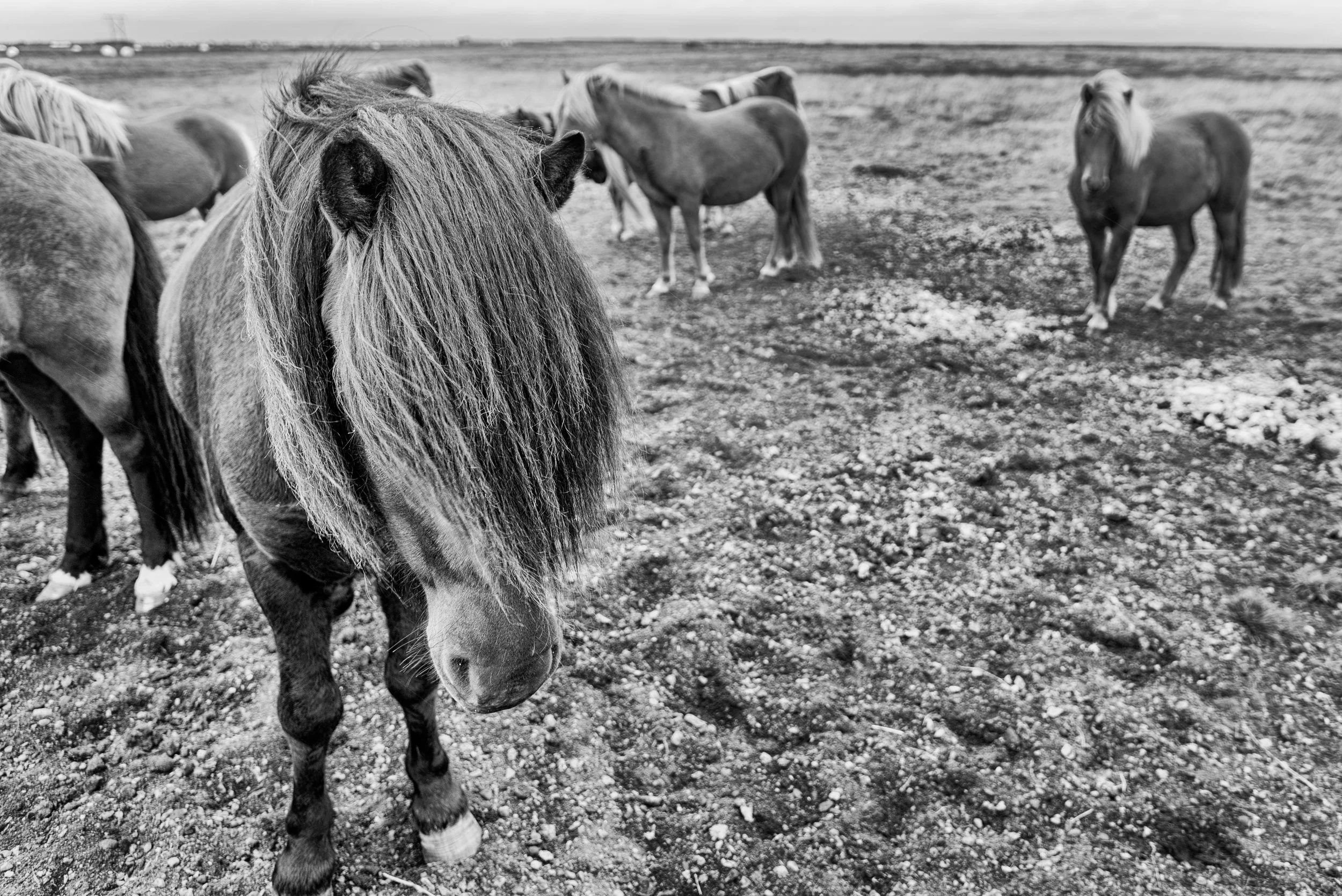 A group of wild horses on a rocky, open landscape, with some walking and one close-up in the foreground in black and white.