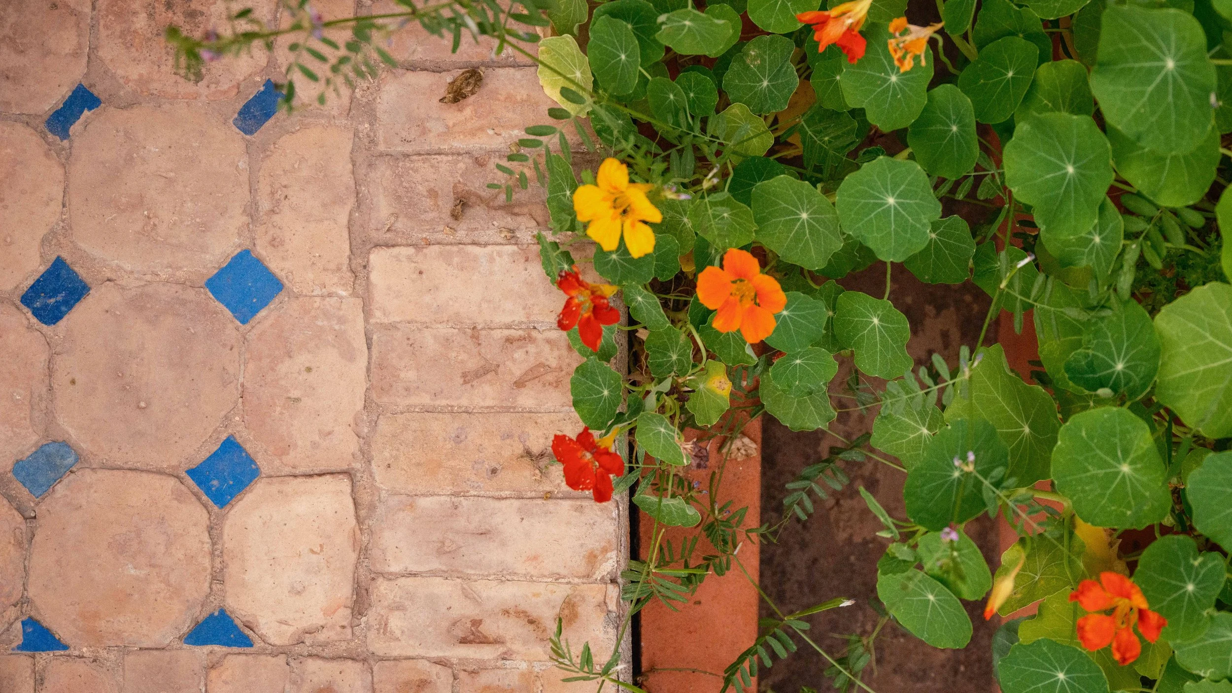 A tiled patio with a pattern of large peach tiles and small blue tiles, and a planter with green leafy plants and orange and yellow flowers.