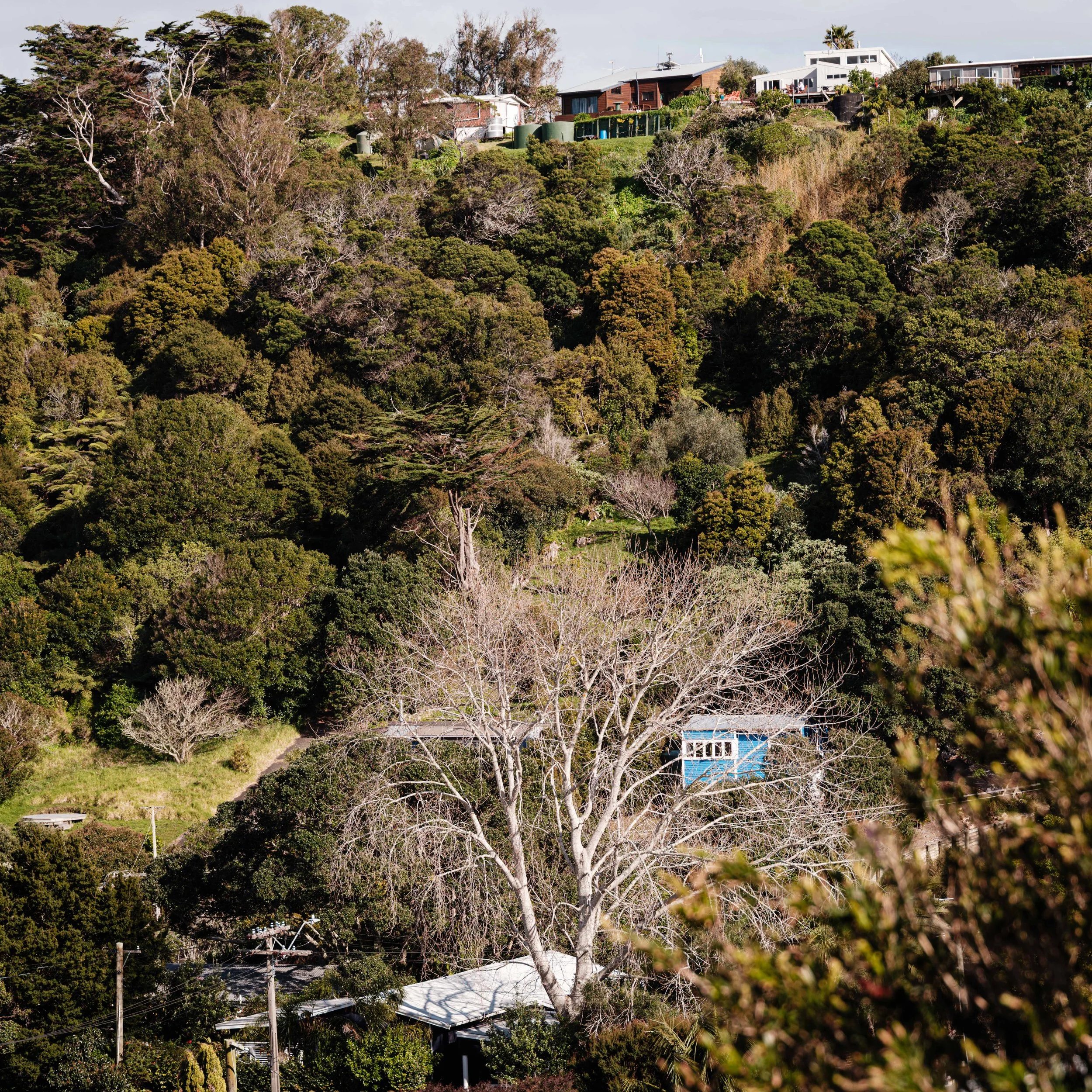 Hilly residential area with houses on the top and trees, some without leaves, on the slope.
