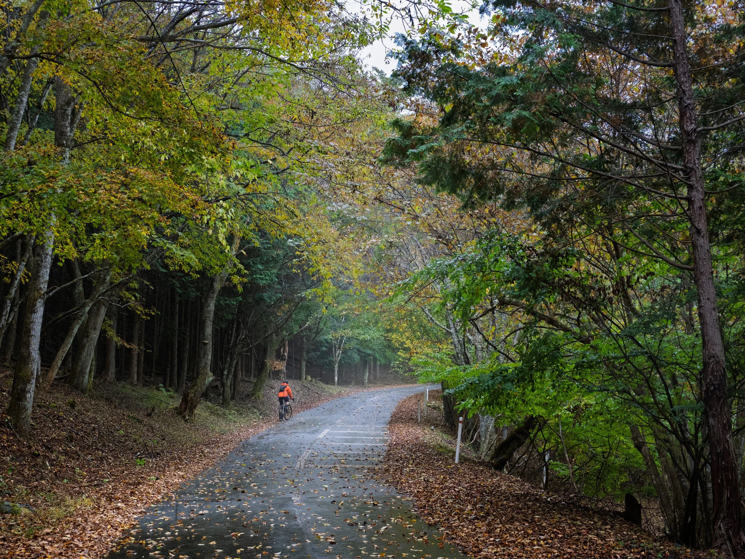 A person in an orange vest riding a bicycle on a winding wet road surrounded by dense forest with autumn leaves.