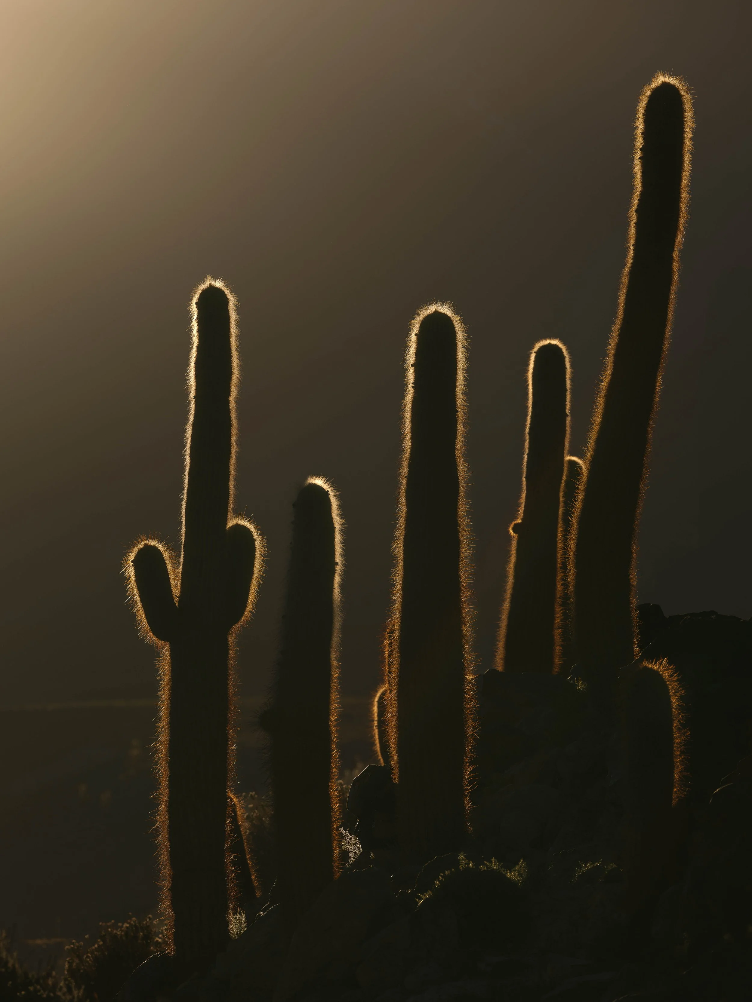 Silhouettes of tall saguaro cacti during sunset with backlit glow on their edges.