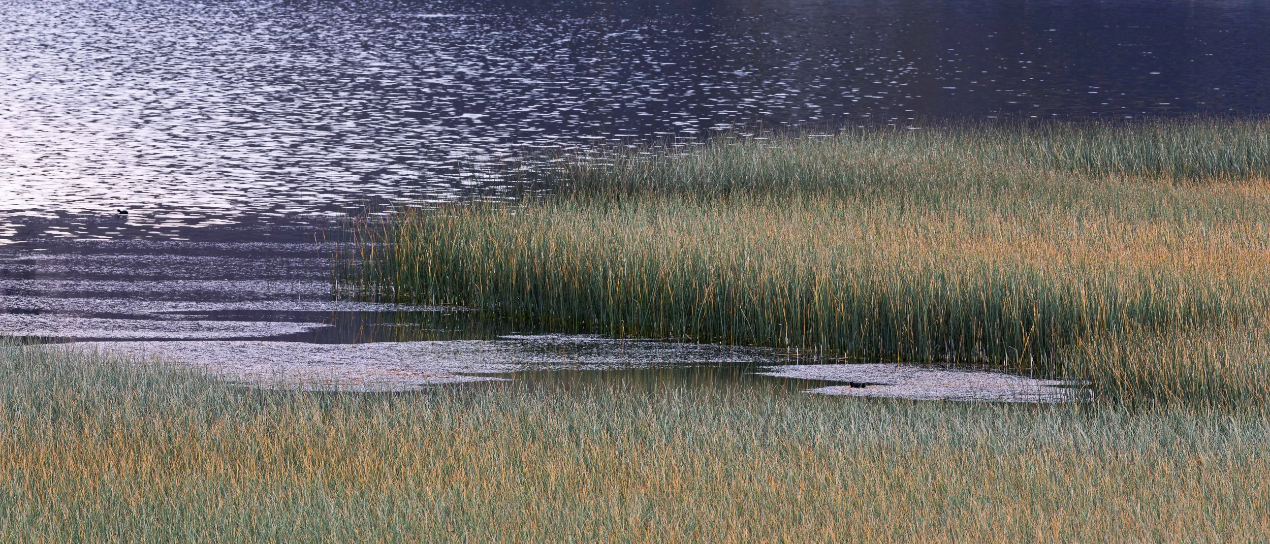 A calm body of water with a grassy shoreline, featuring a mix of tall green and brown reeds.