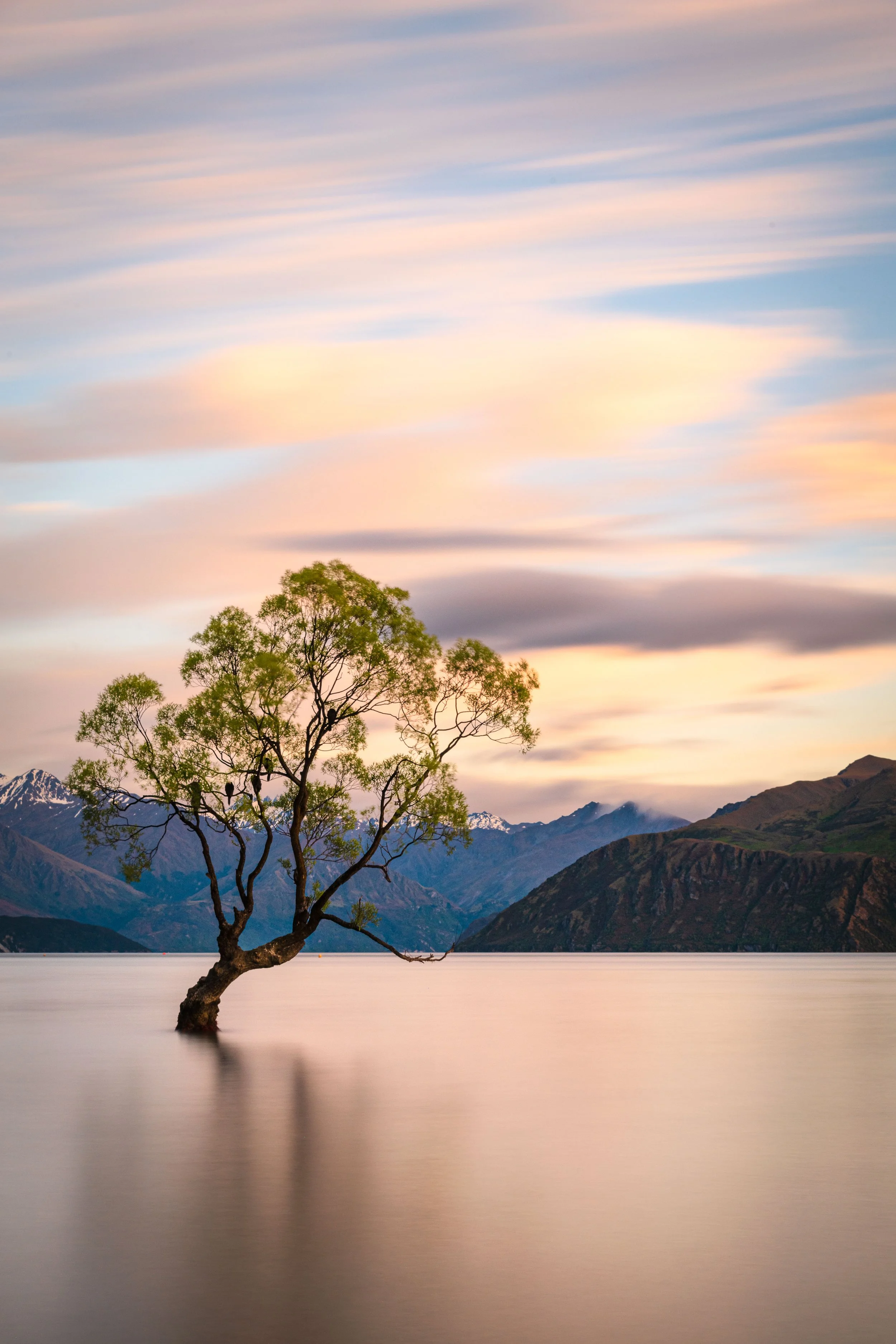 A lone tree emerging from calm water with mountain ranges in the background during sunset, colorful sky with pink and blue hues.