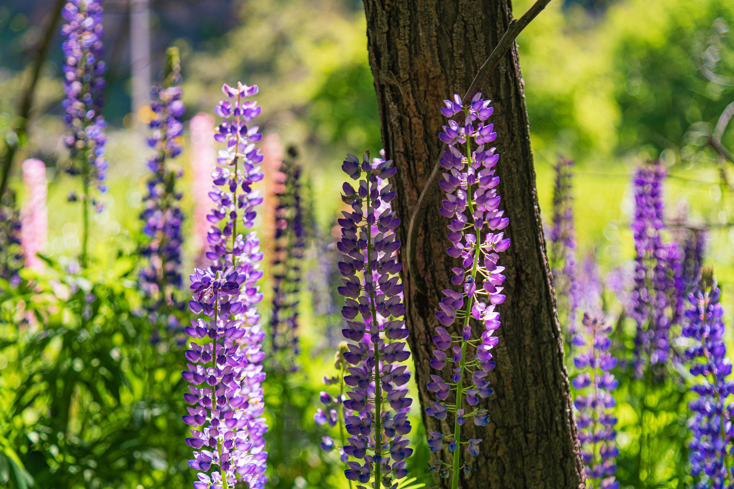 Vivid purple and pink lupine flowers growing around a tree trunk in a sunlit garden or forest.