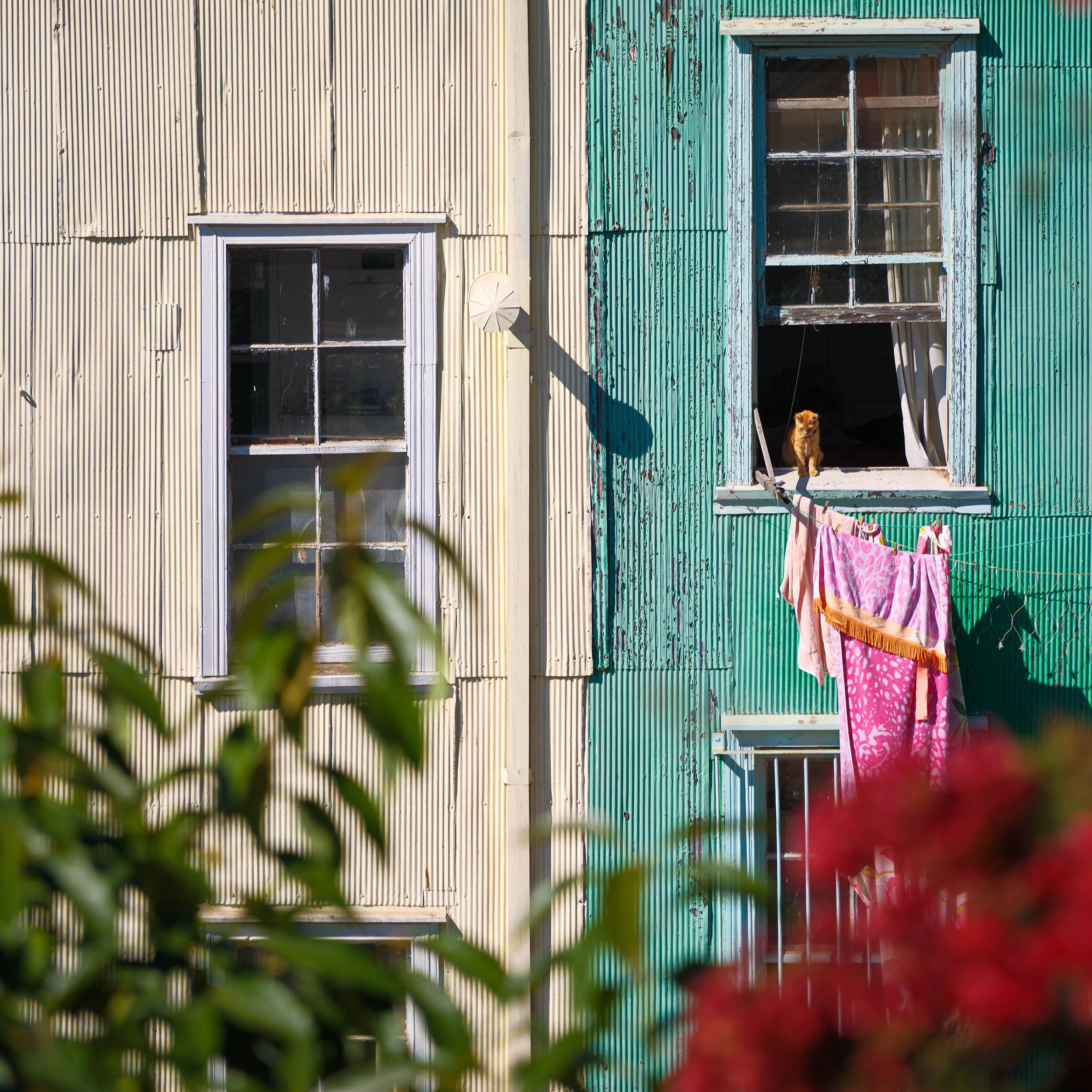The side of a weathered building with two windows. One window has a small orange cat sitting on the windowsill with curtains behind. Clothes are hanging on a line below the window, including pink towels or blankets. Blurred green and red foliage is i