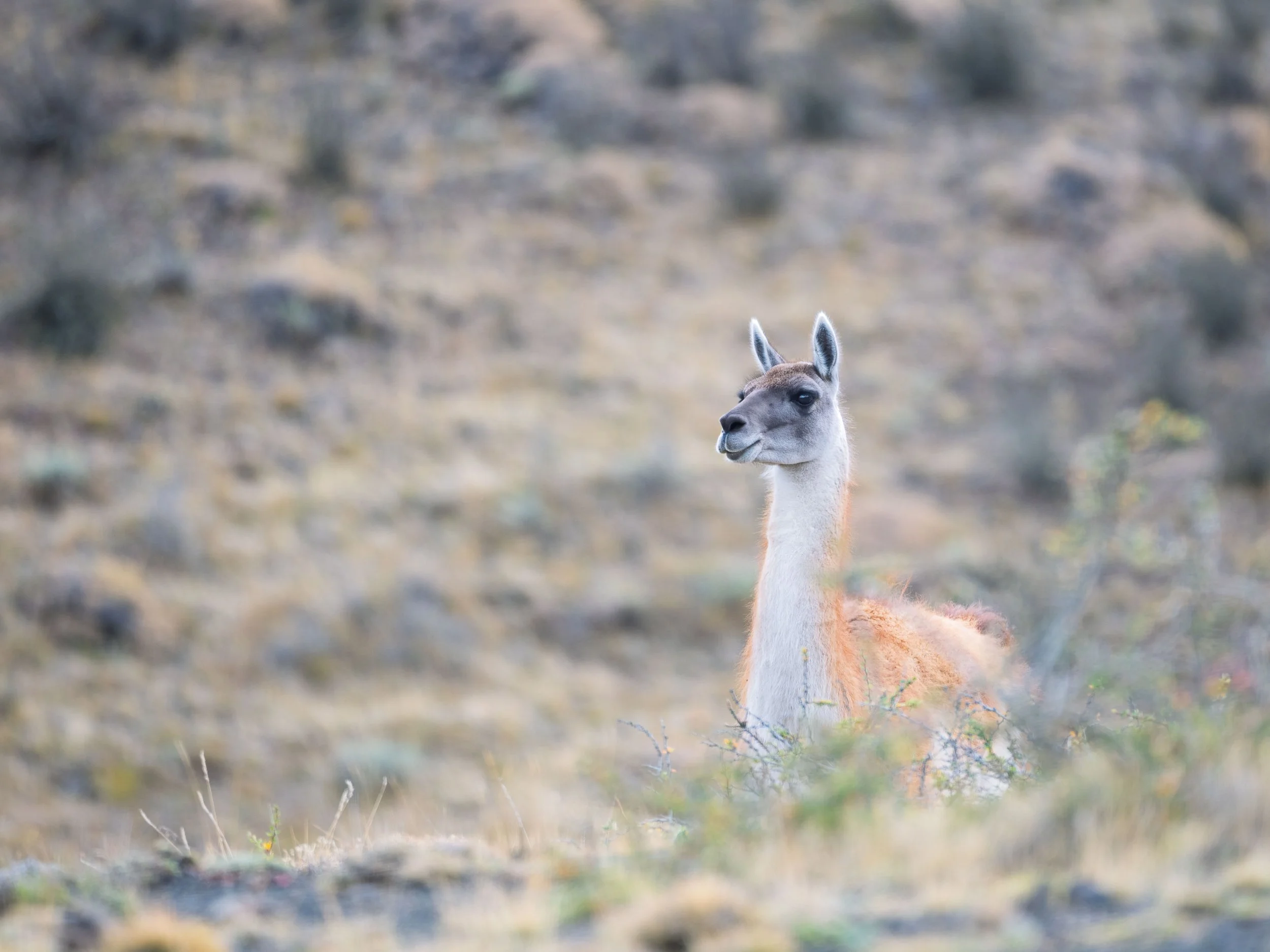 A llama standing outdoors in a grassy and rocky landscape.
