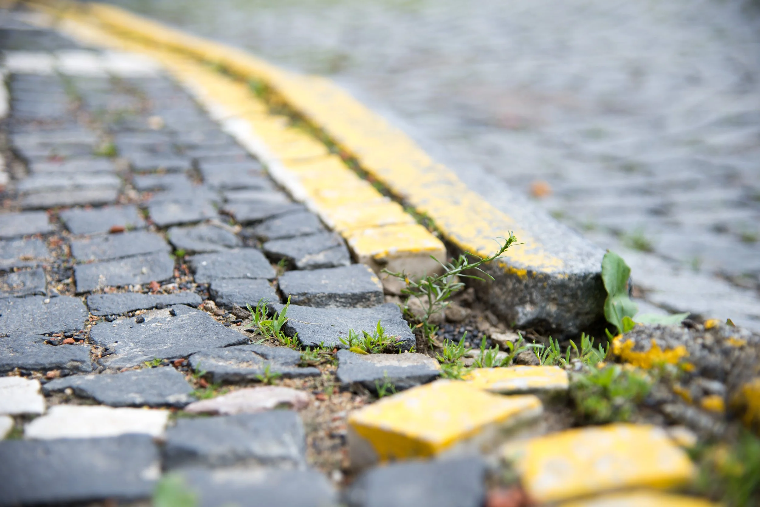Close-up of cobblestone street curb with yellow painted edge and small green plants growing between stones