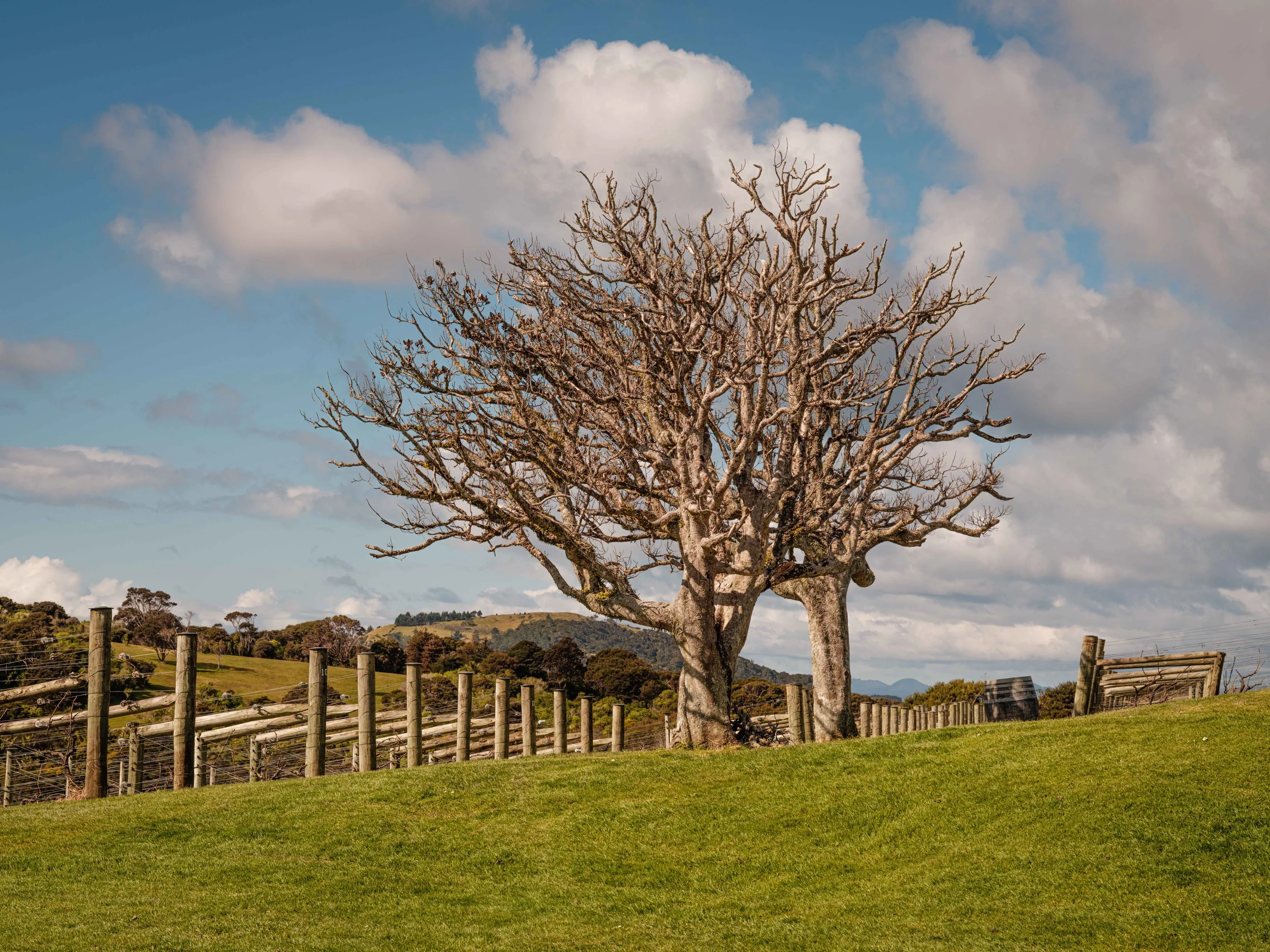 A leafless tree on a grassy hill with a wooden fence in the background, under a partly cloudy sky.