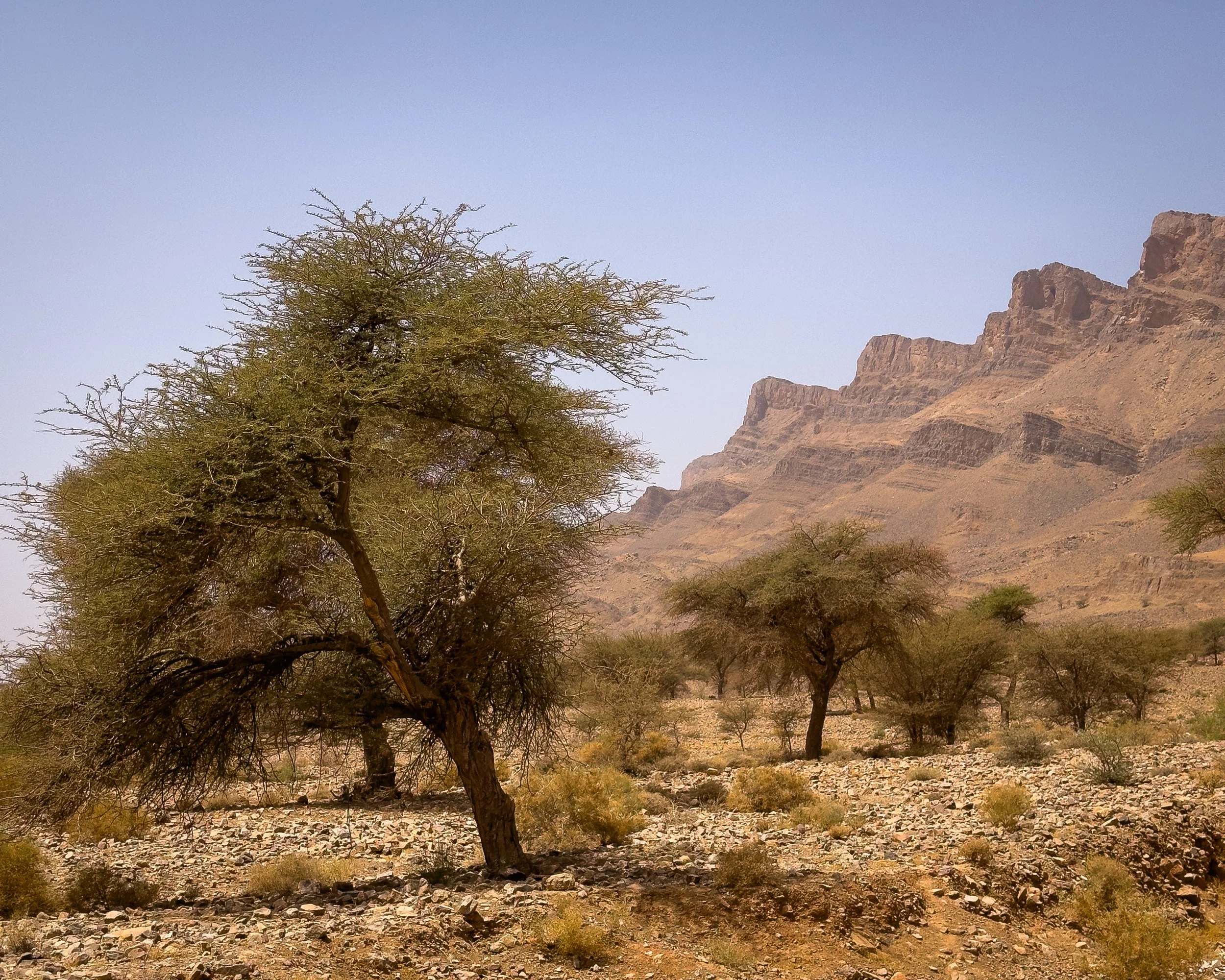 Desert landscape with sparse trees, rocky ground, and a mountain range in the background under a clear blue sky.