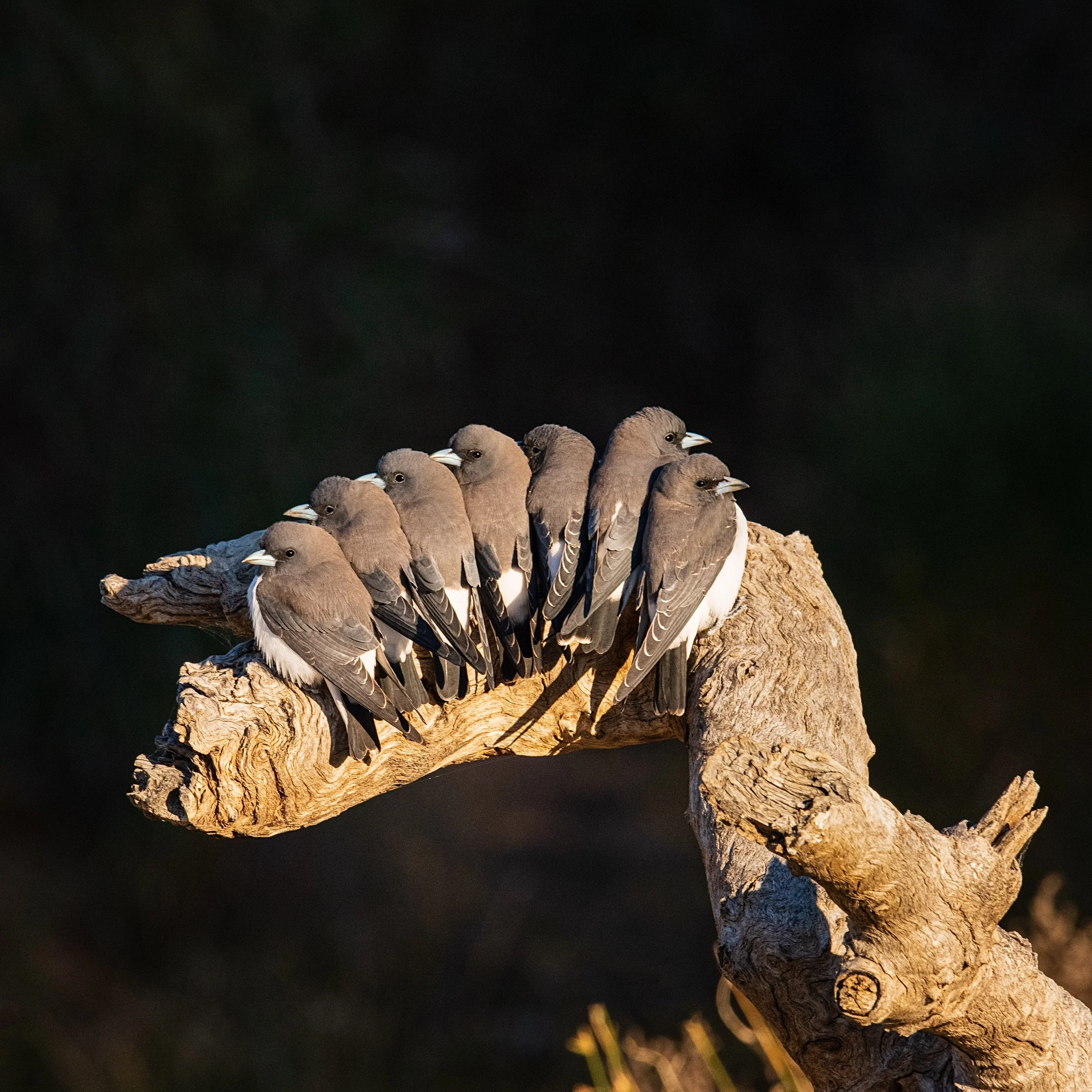Group of eight small brown and white birds perched on a curved, weathered tree branch against a dark background.