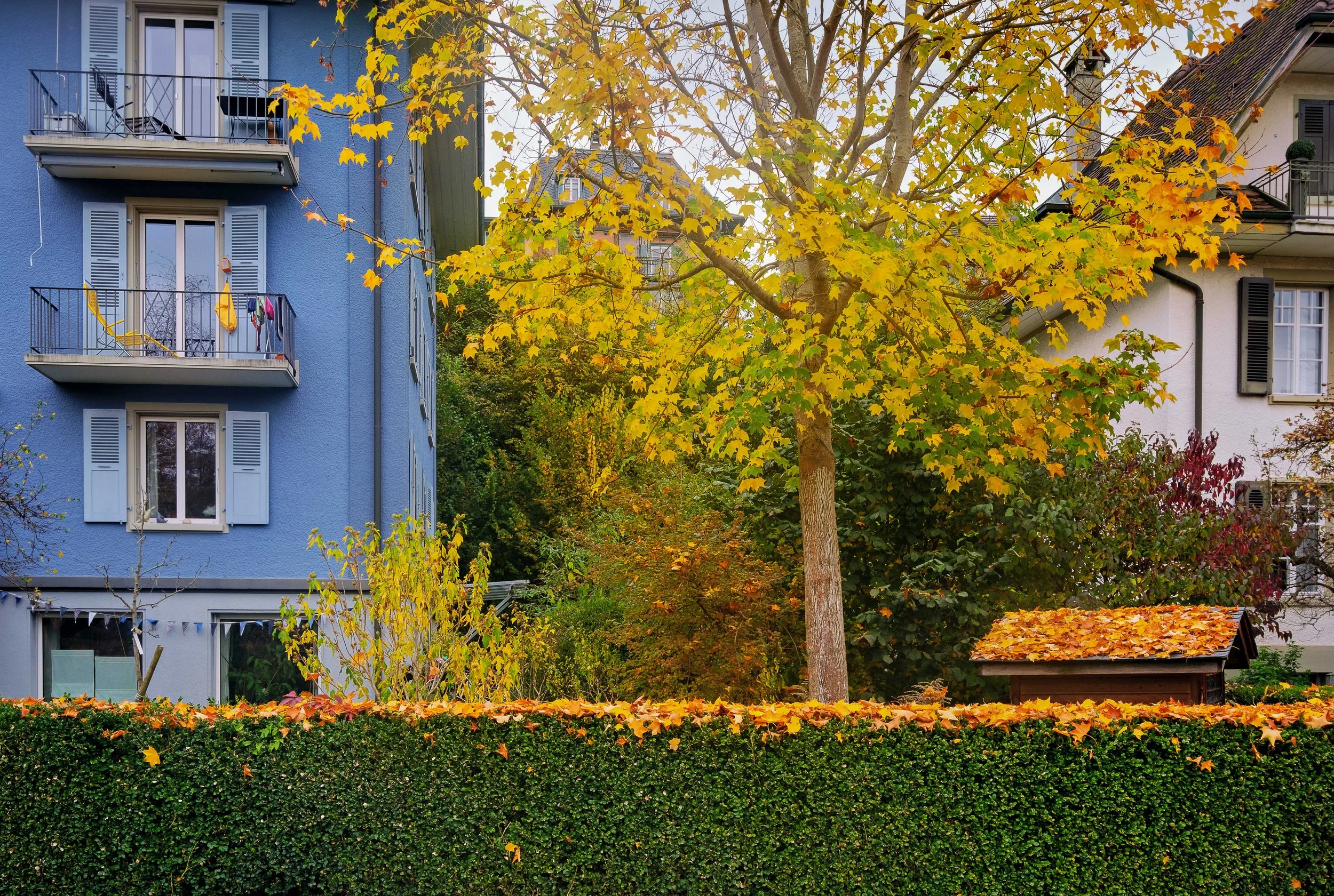 A residential scene during fall with a large tree with yellow and orange leaves, a blue building with balconies, and a small wooden shed with a leaf-covered roof, surrounded by a green hedge.