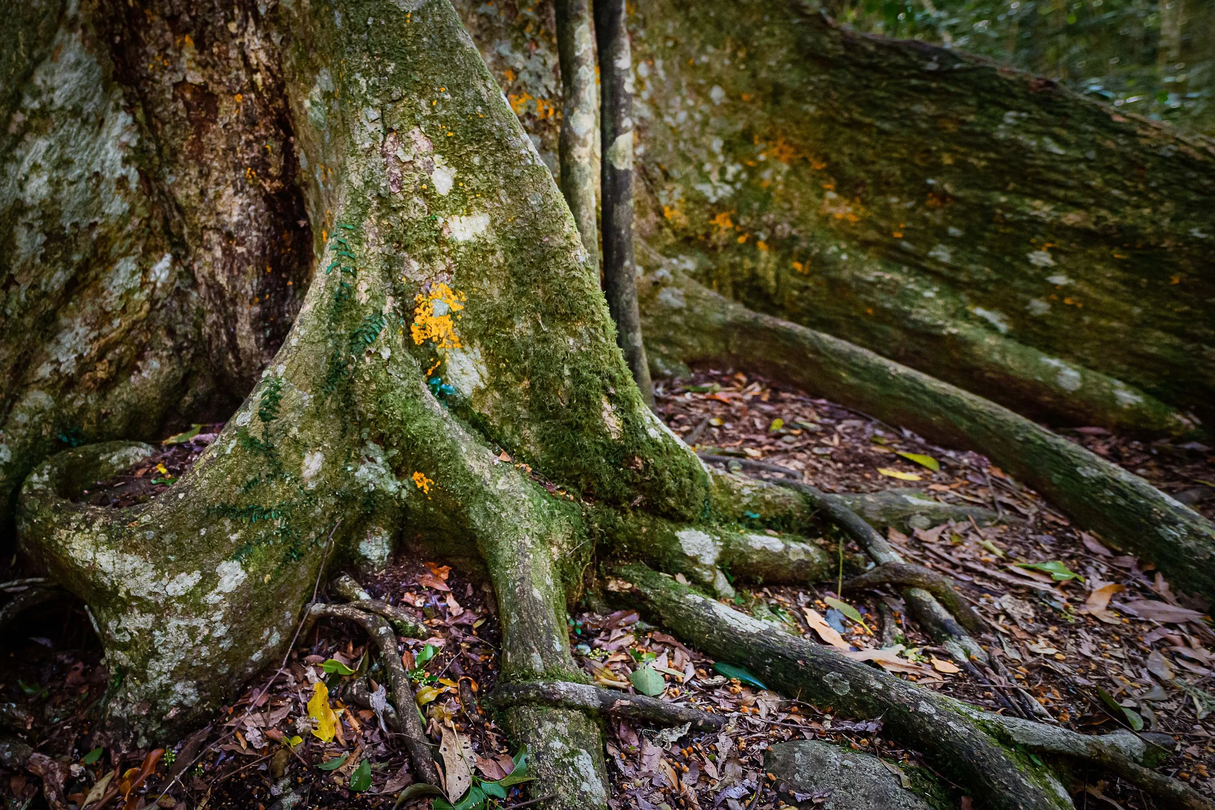 Close-up of a moss-covered tree with prominent roots and surrounding forest floor with fallen leaves.