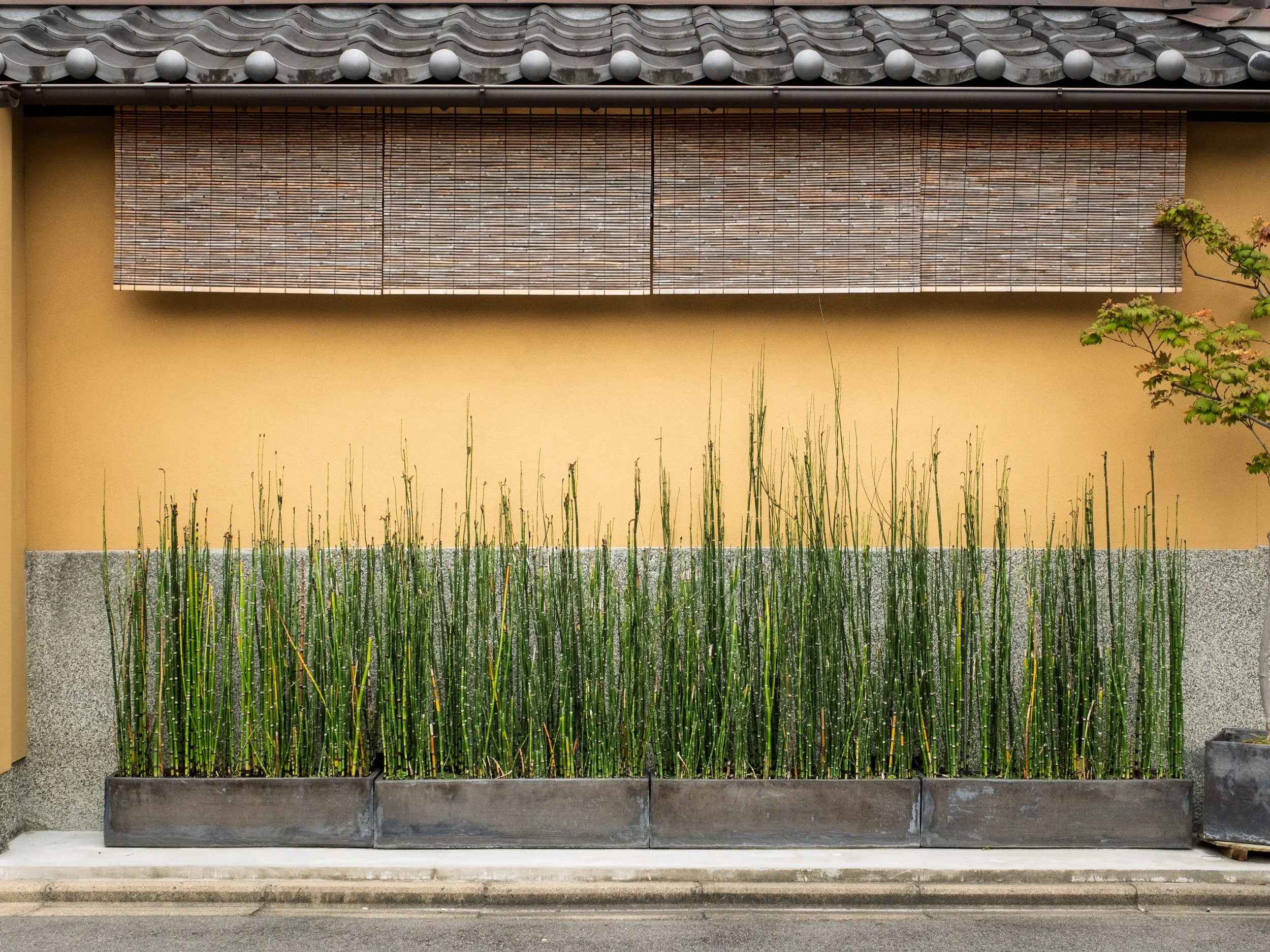 A row of tall green reeds in large rectangular planters in front of a yellow wall with a window covered by bamboo blinds. A small tree is partially visible on the right side.